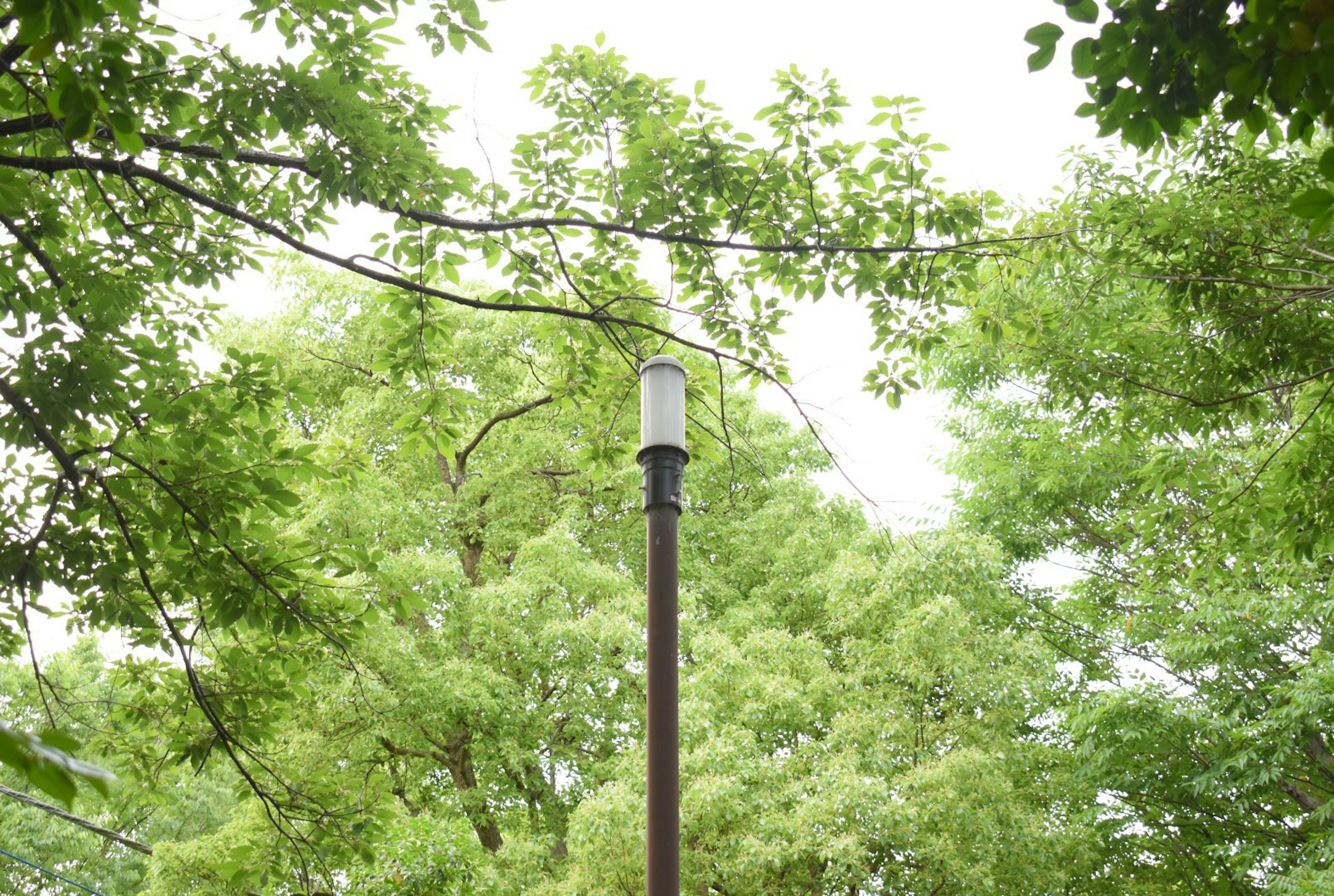 Lamp post surrounded by lush green trees