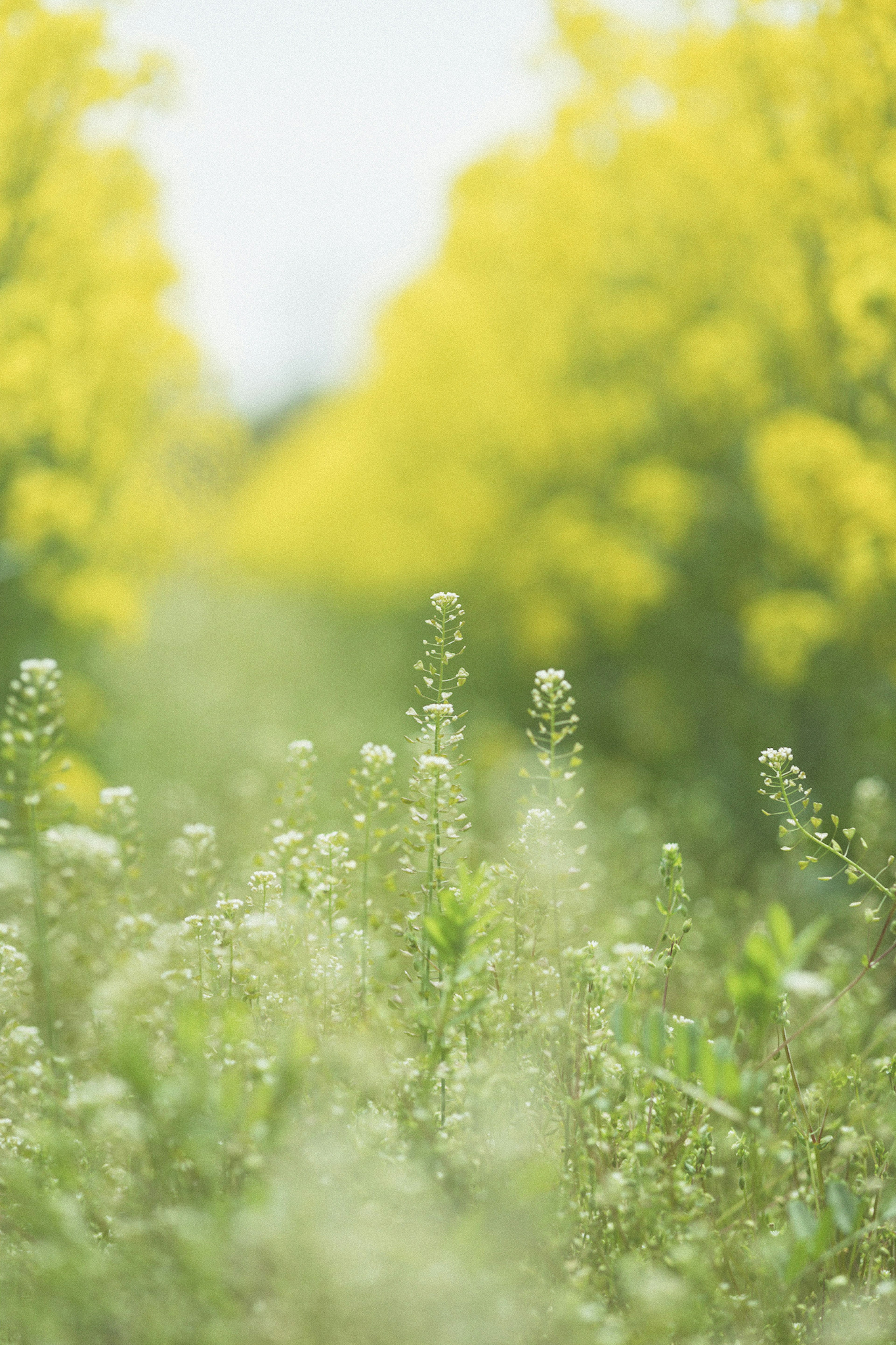 黄色の花が咲く道の風景、前景には白い花があり背景には鮮やかな黄色の植物がある