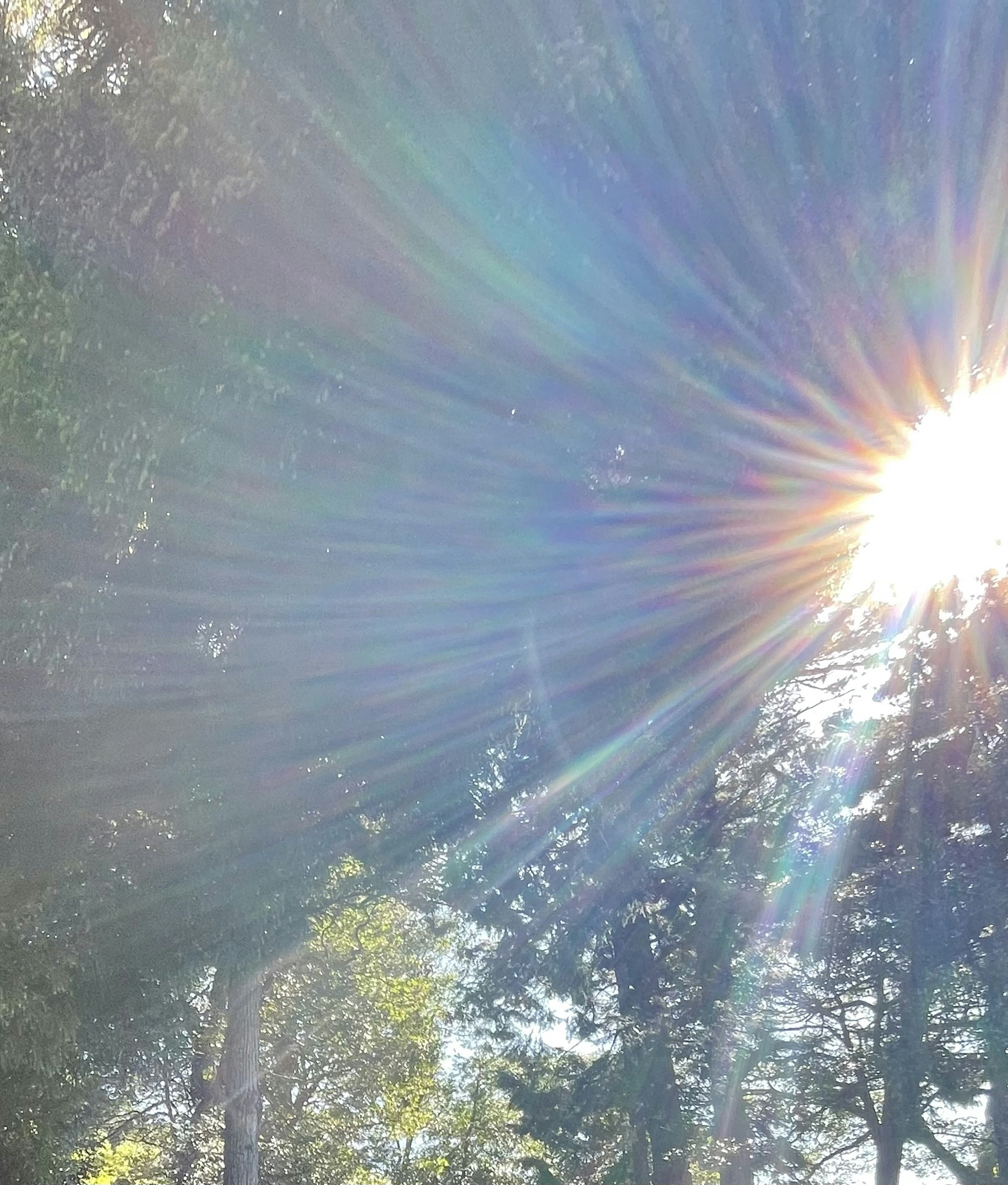 Bright sunlight shining through trees creating a beautiful natural scene