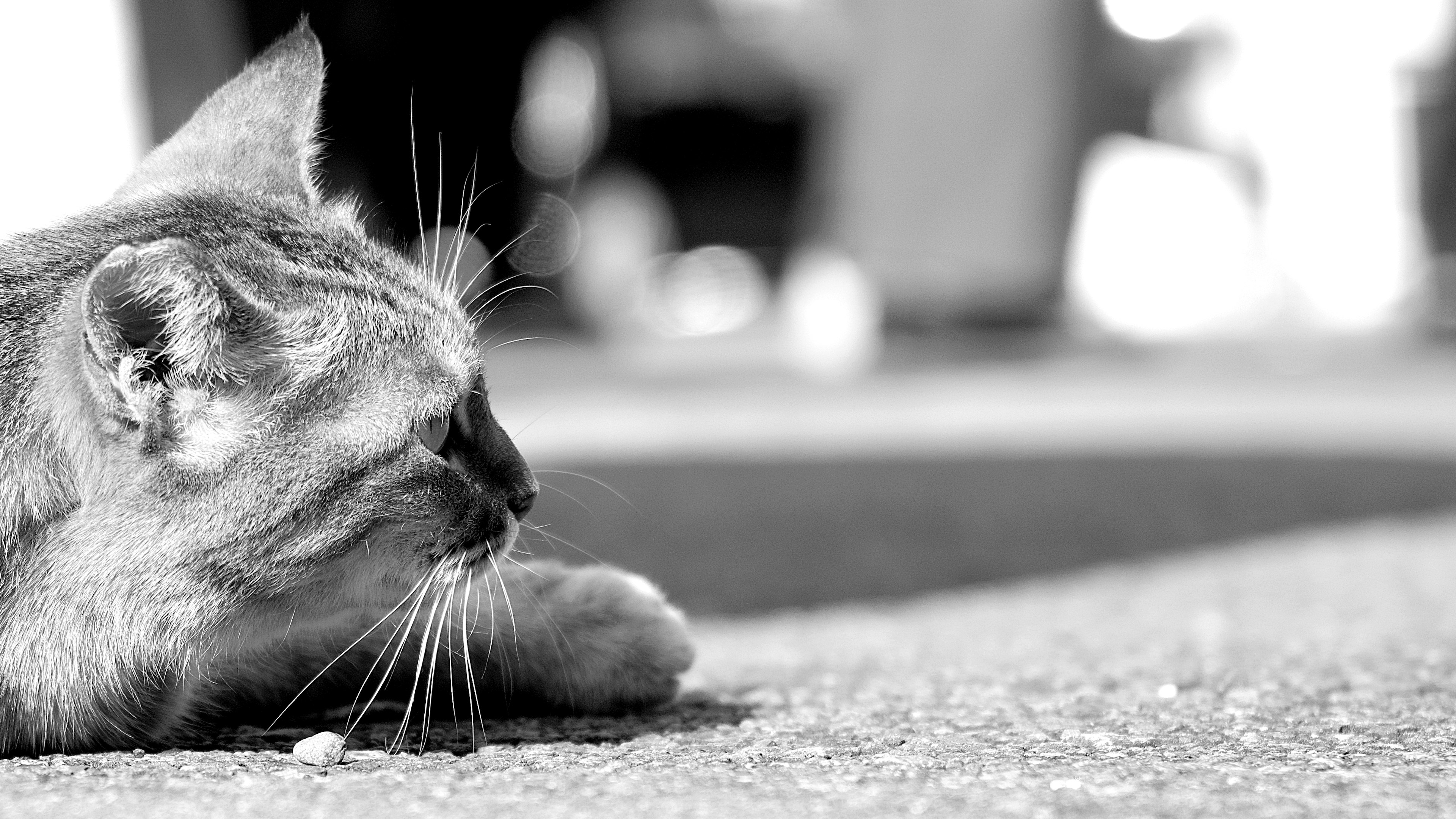 Eine schwarz-weiße Katze liegt ruhig auf dem Boden