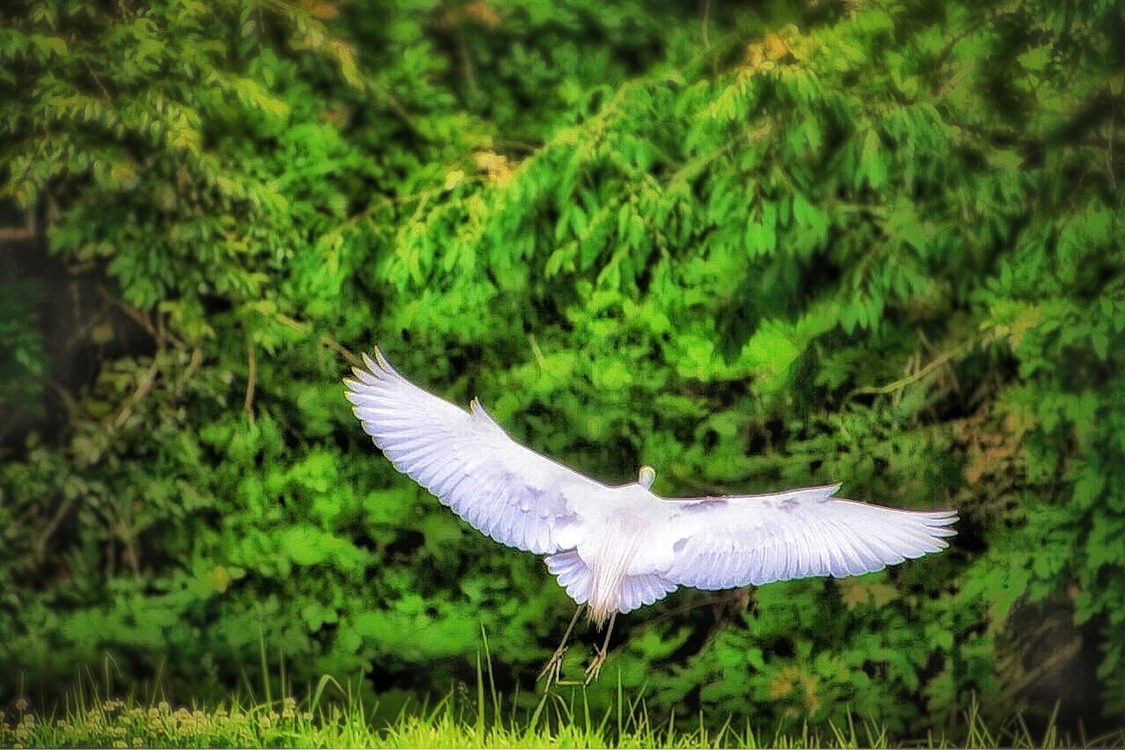 A beautiful moment of a white heron taking flight against a vibrant green background