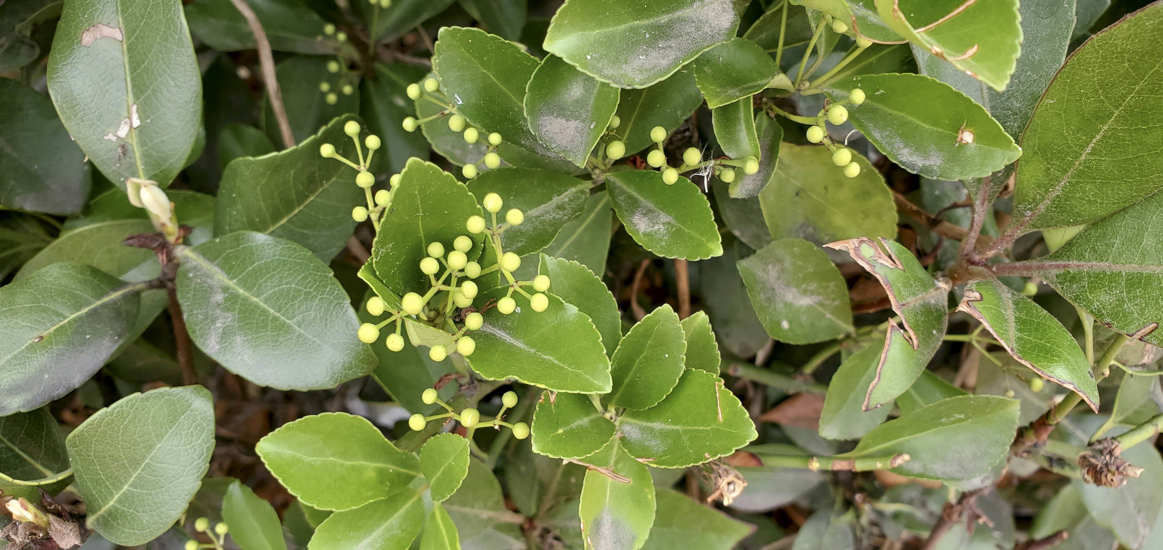 Close-up of green leaves with small buds