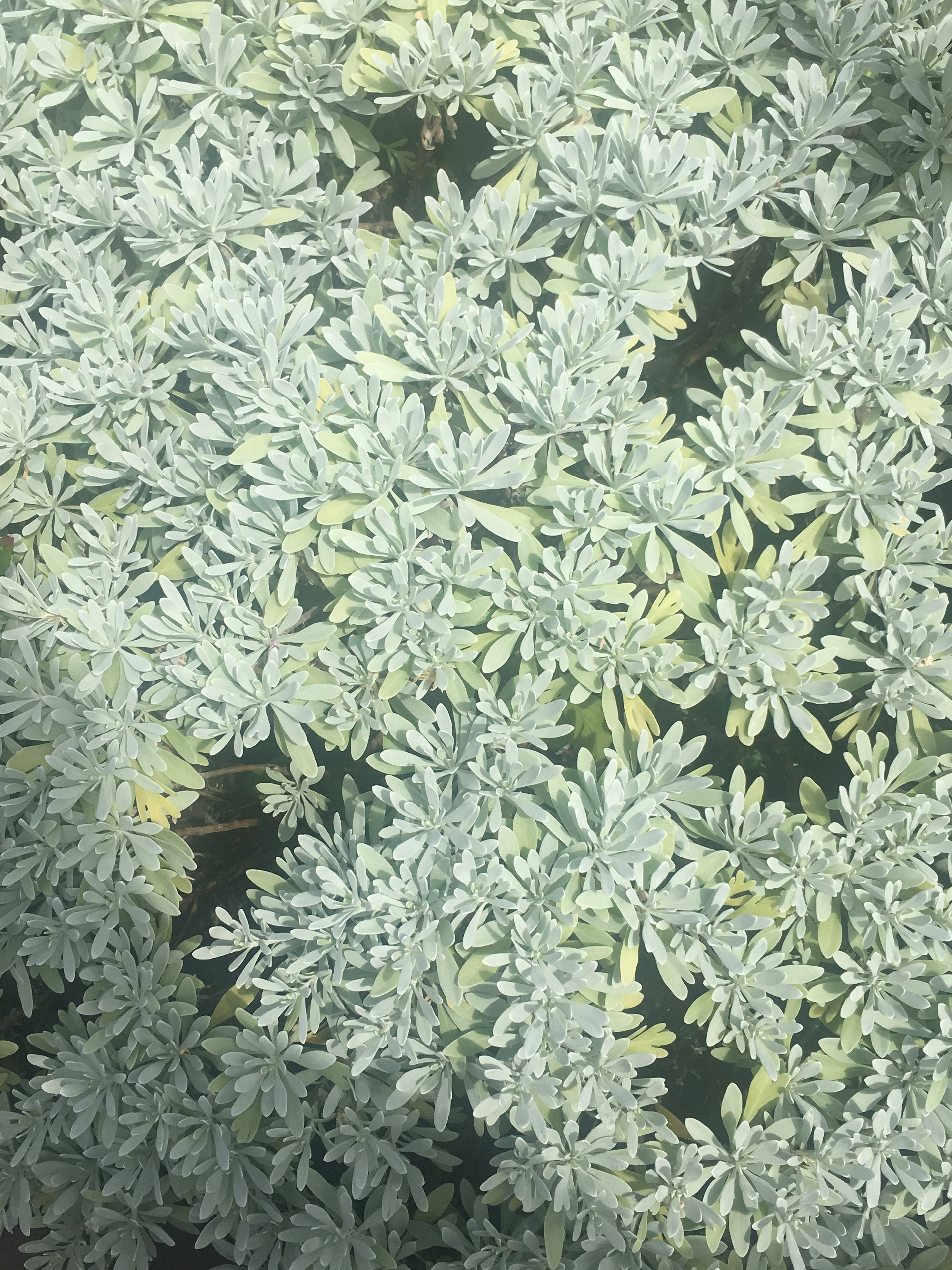 Close-up of a plant with dense pale green leaves