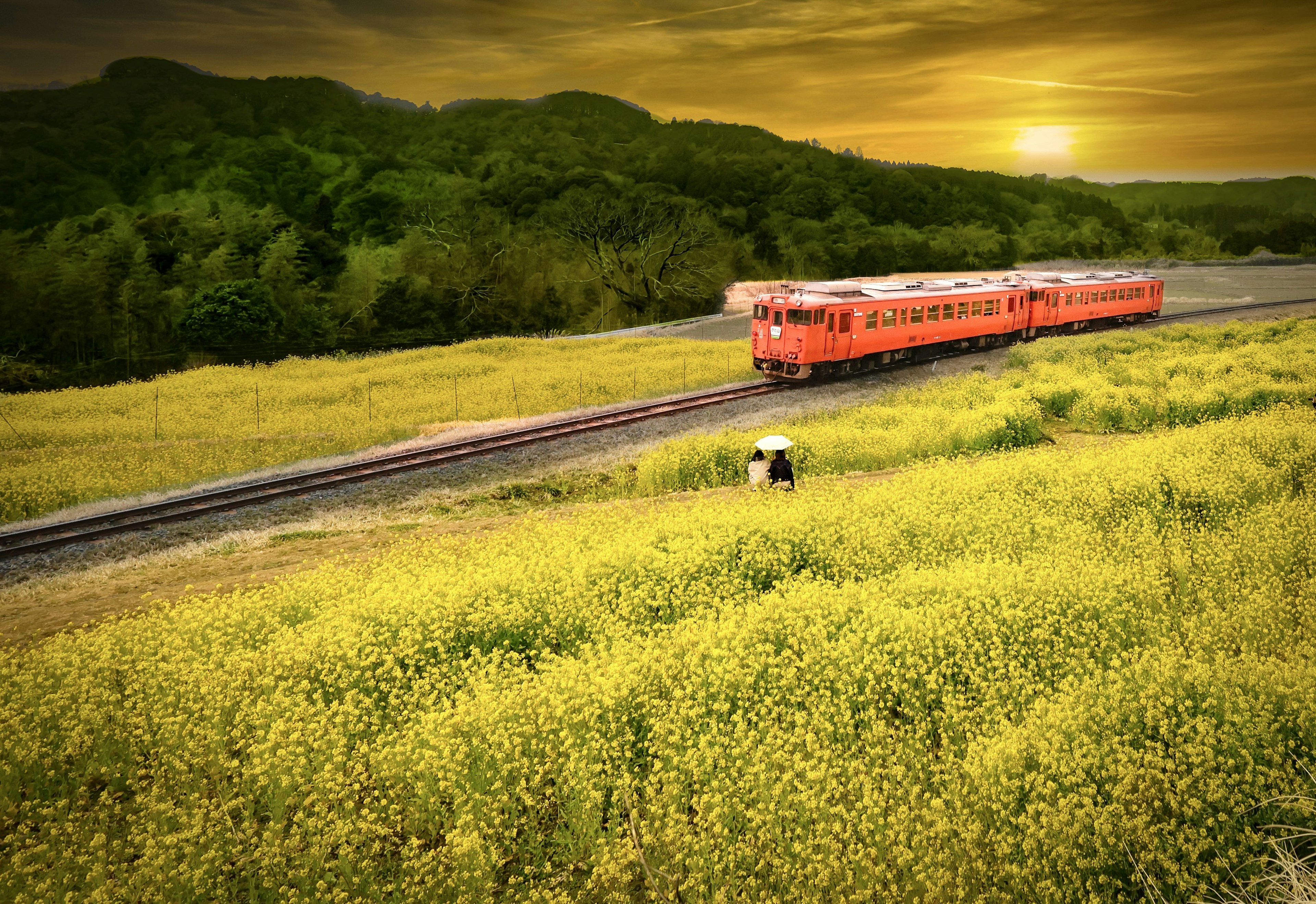 Orange train traveling through a yellow flower field at sunset