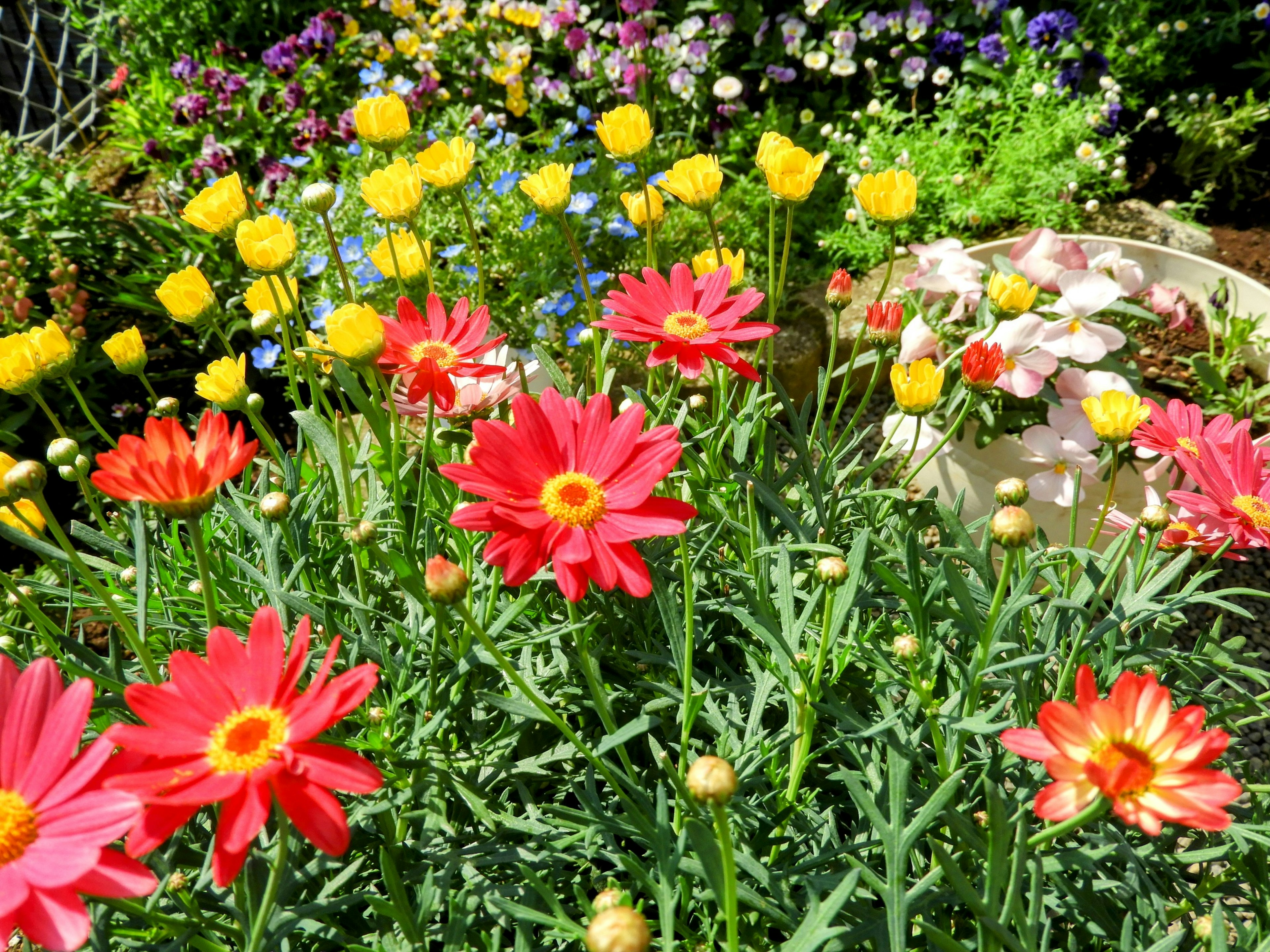 Scena di giardino vibrante con fiori colorati fiori rossi e gialli in piena fioritura