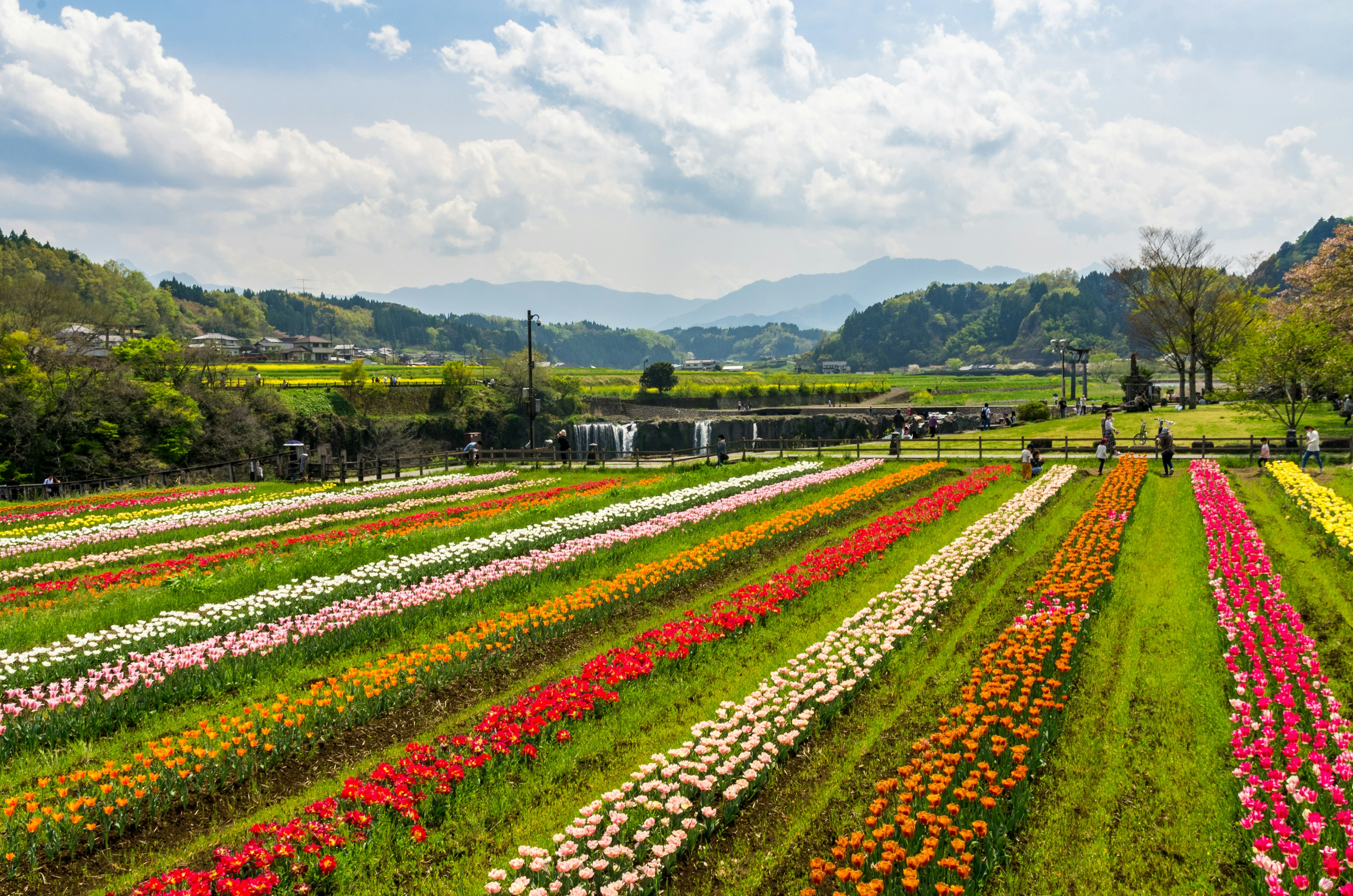 Vibrant flower fields with colorful blooms under a blue sky