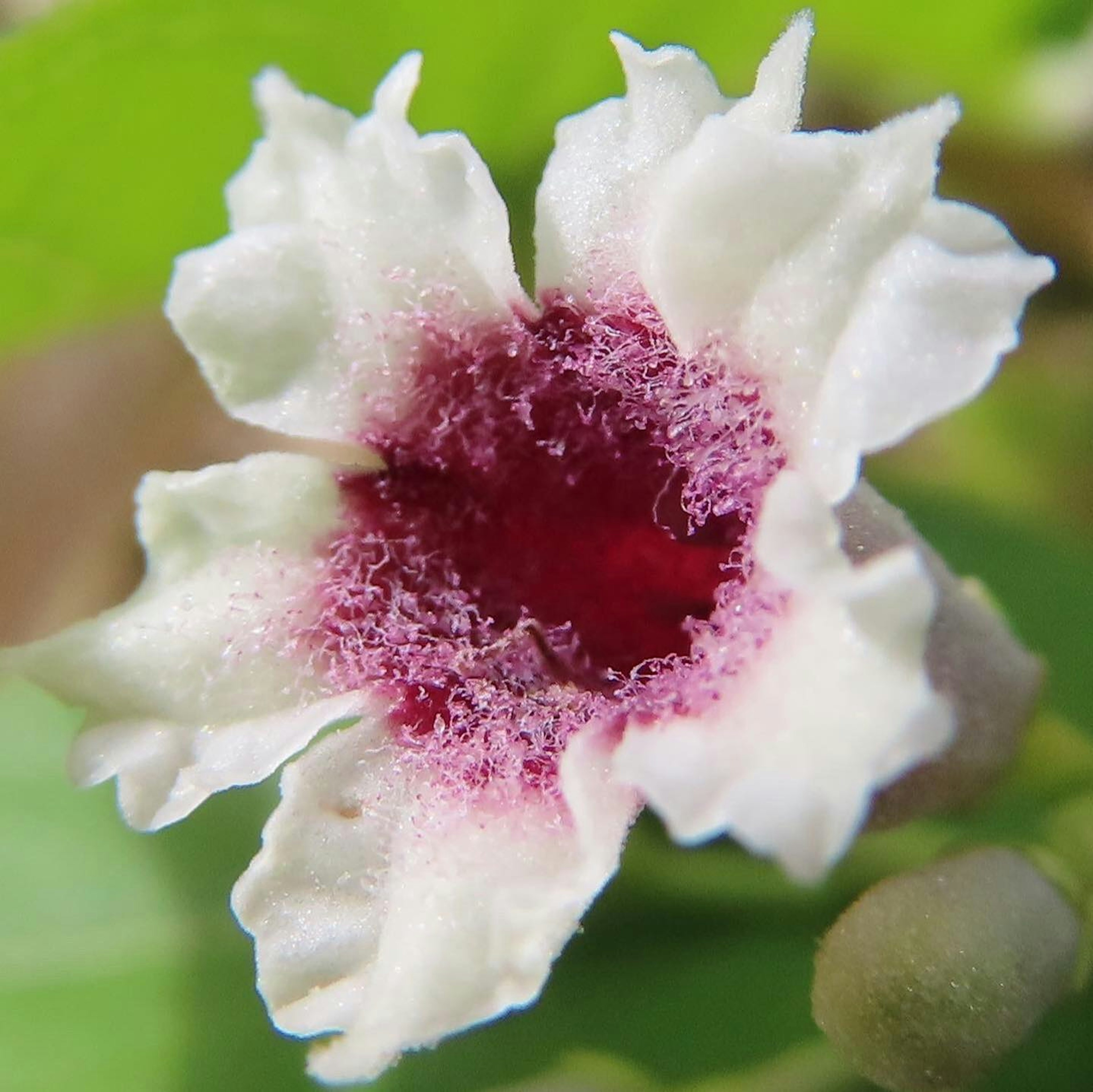 Gros plan d'une fleur avec des pétales blancs et un centre rouge