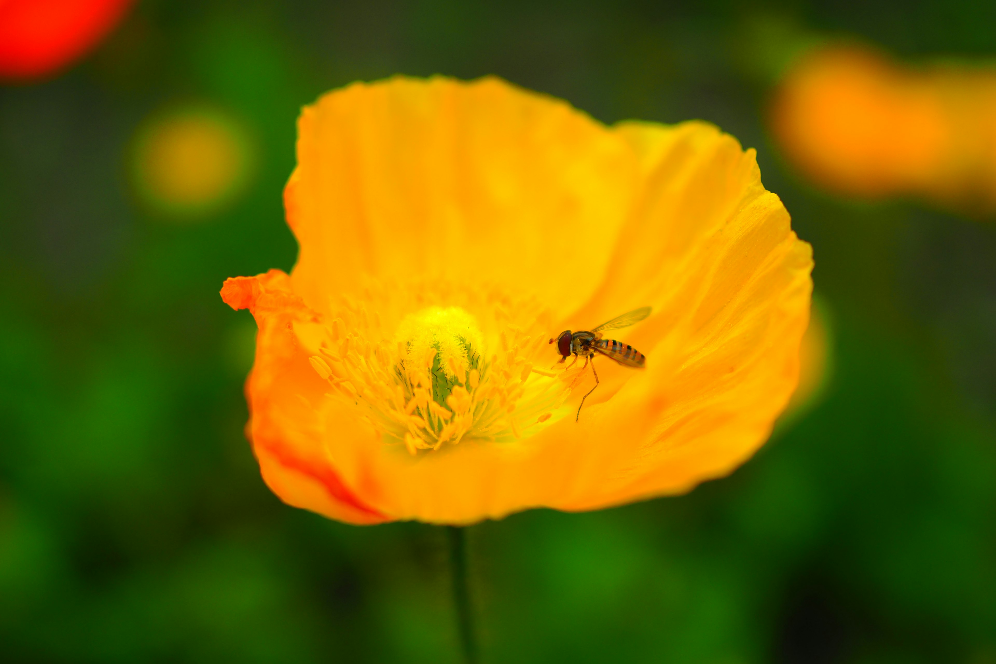 Fiore arancione vivace con un'ape al centro