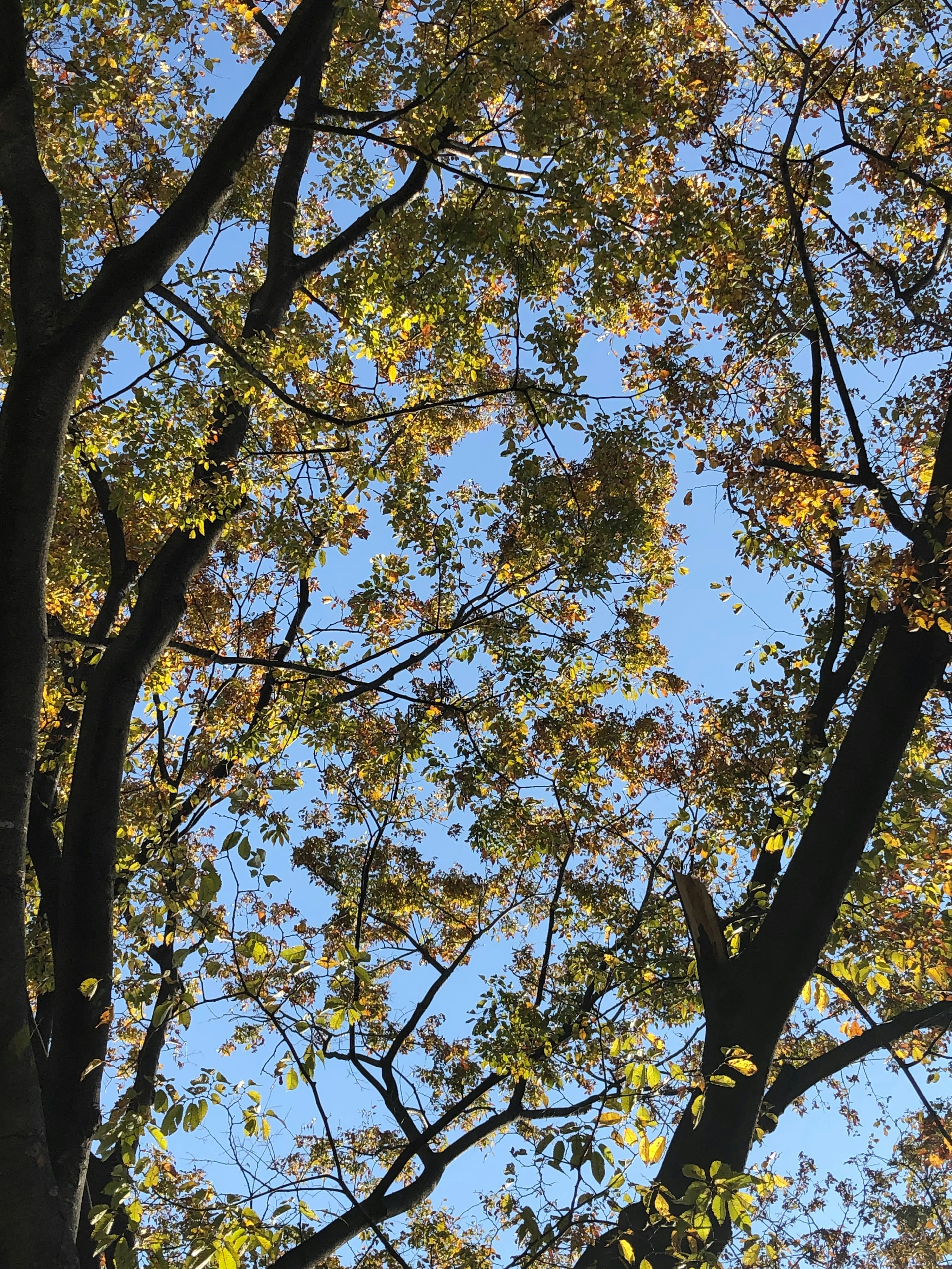 A view of colorful leaves against a clear blue sky