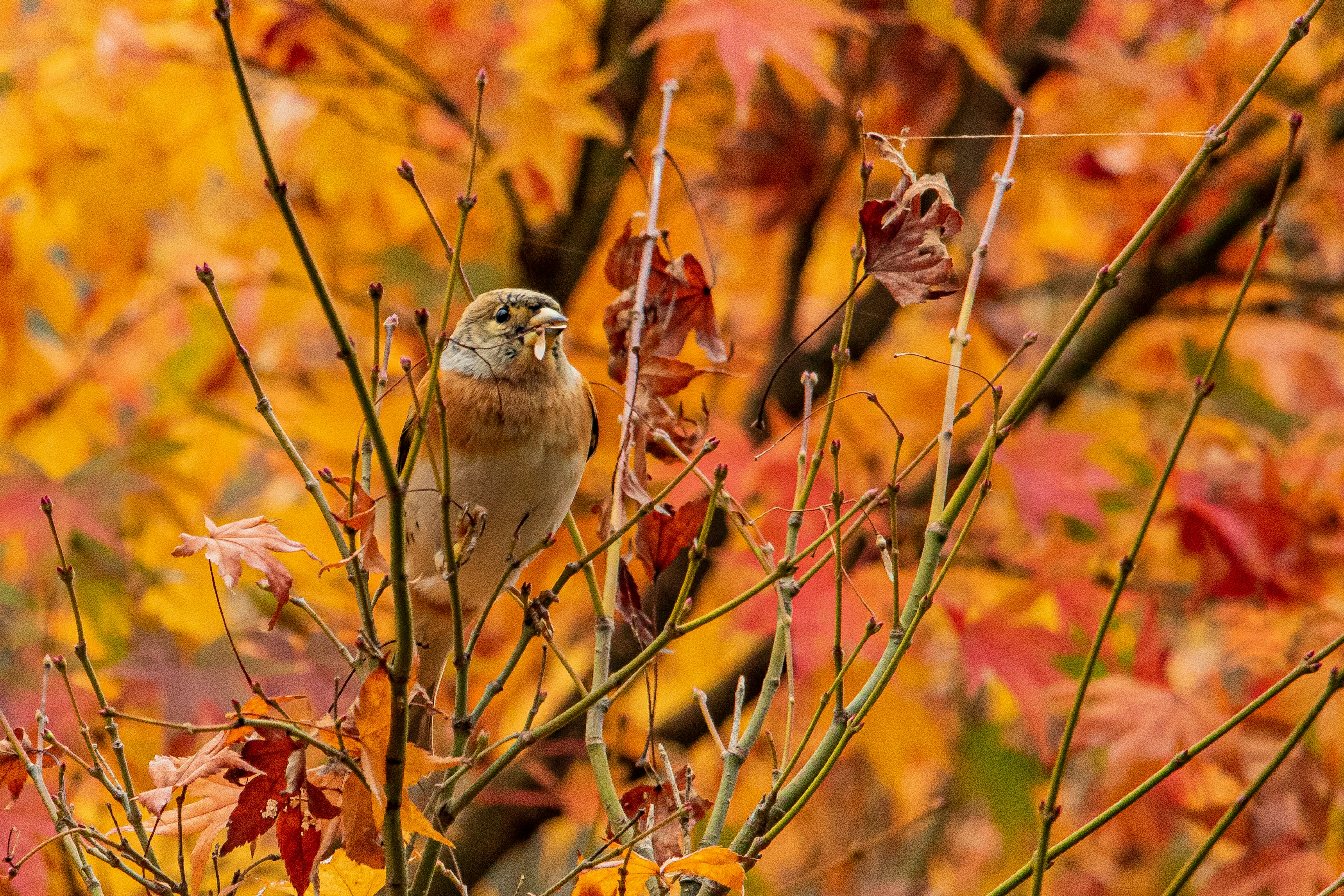 Vogel auf einem Ast zwischen lebhaften Herbstblättern