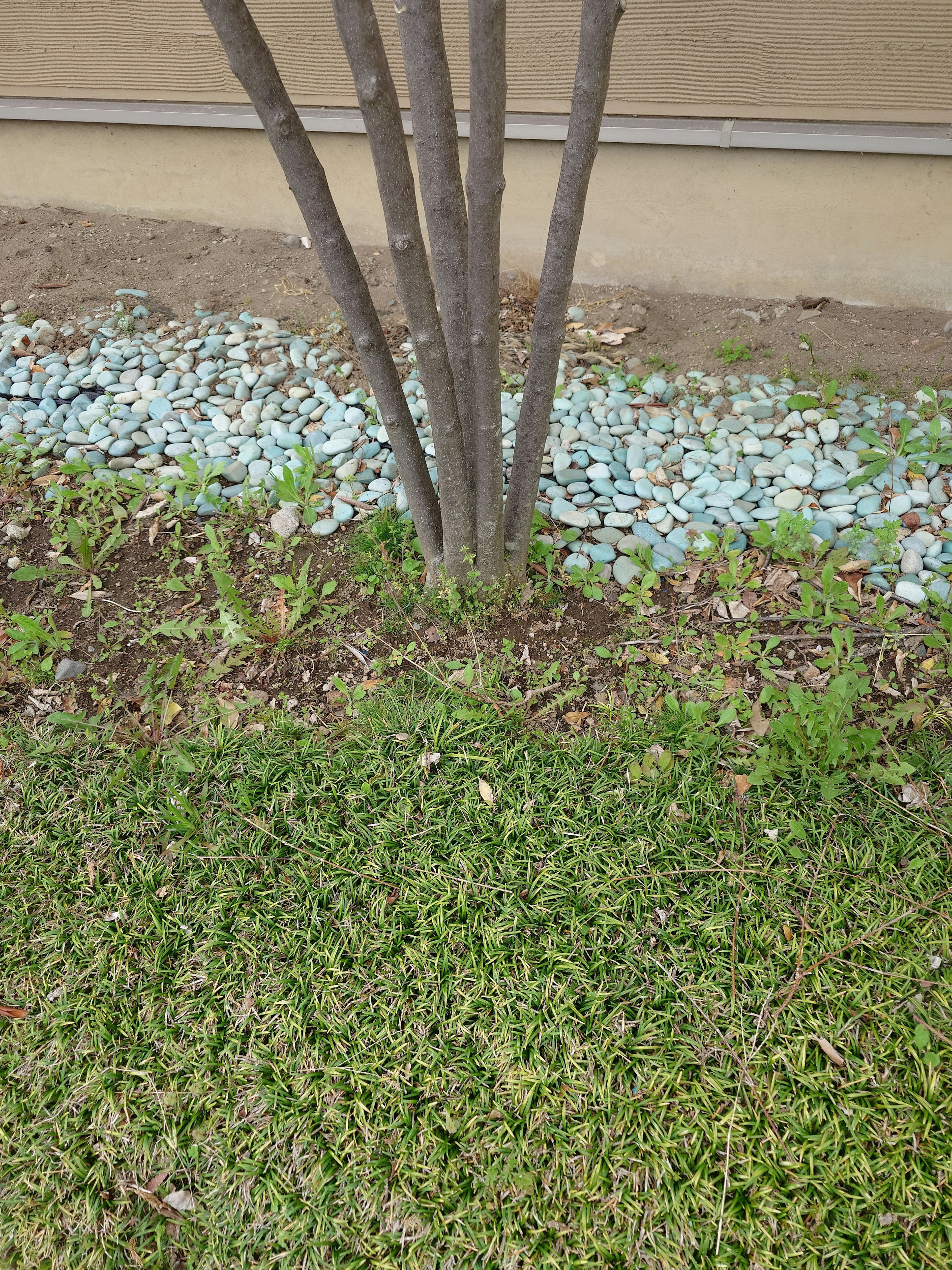 Área de césped con un tronco de árbol y piedras azules