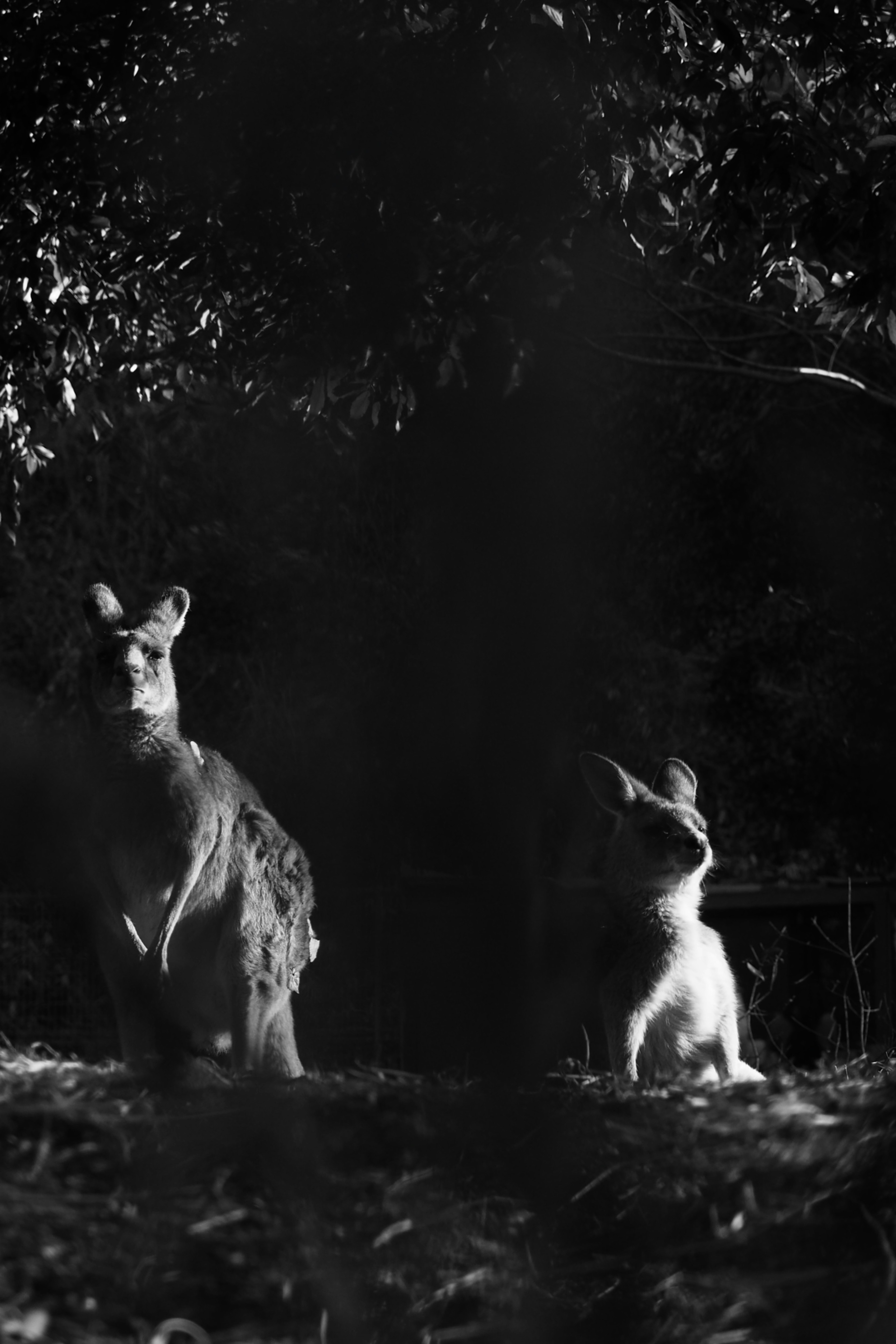 二匹のカンガルーが黒と白の背景で並んでいる