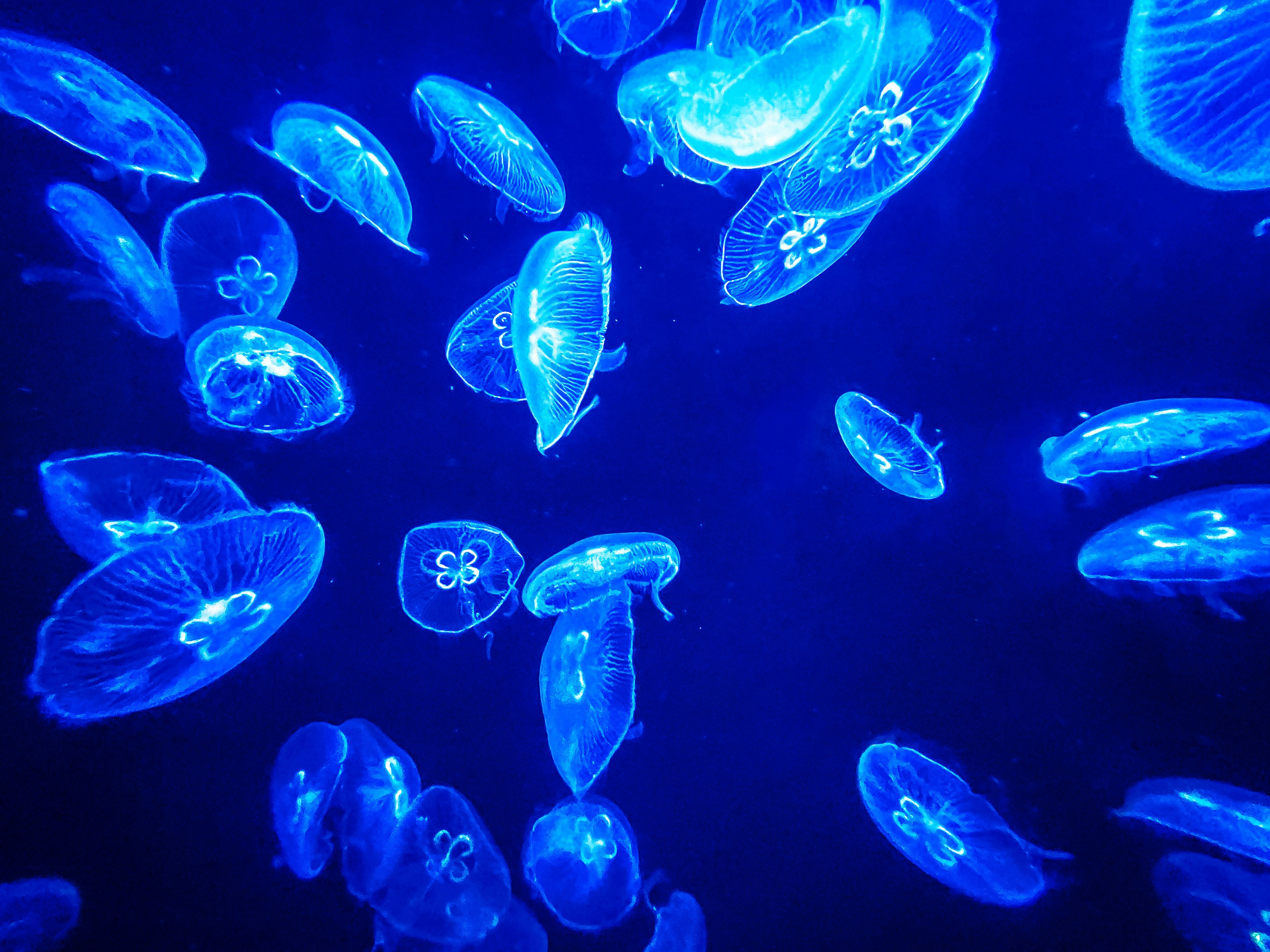 A group of jellyfish floating in blue water