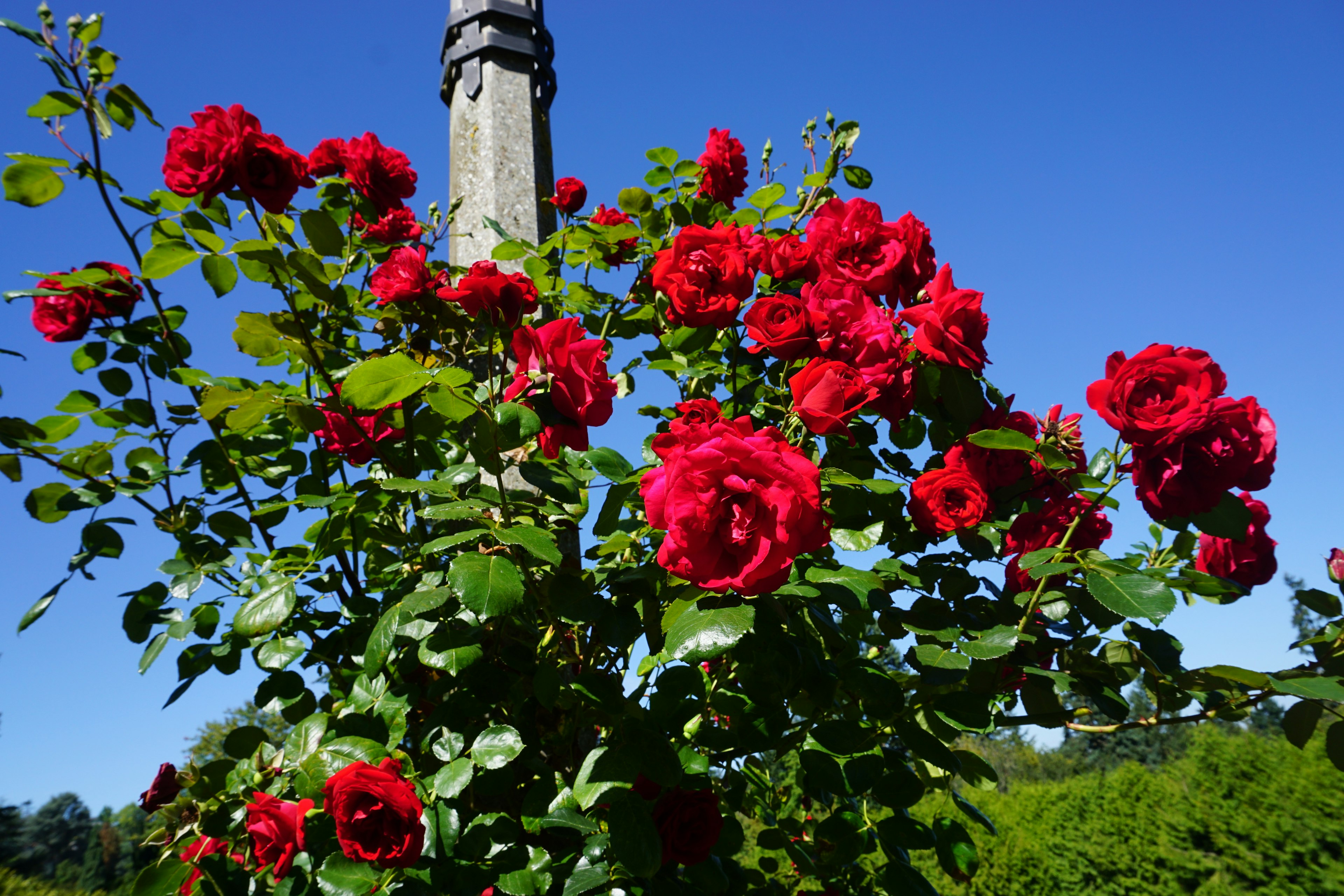 Rose rosse vivaci che fioriscono sotto un cielo blu