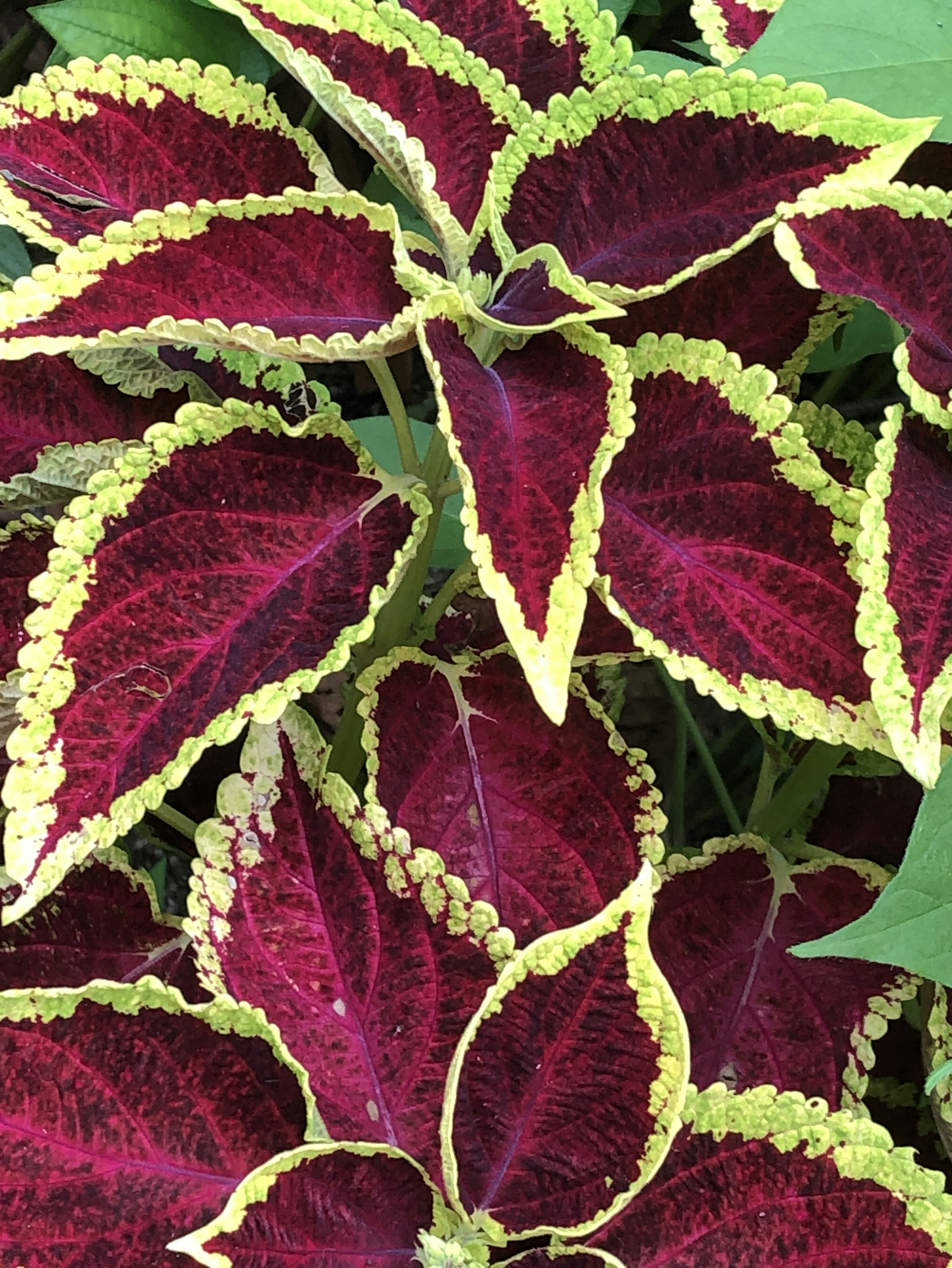 Plante de coleus avec de belles feuilles violettes et jaunes