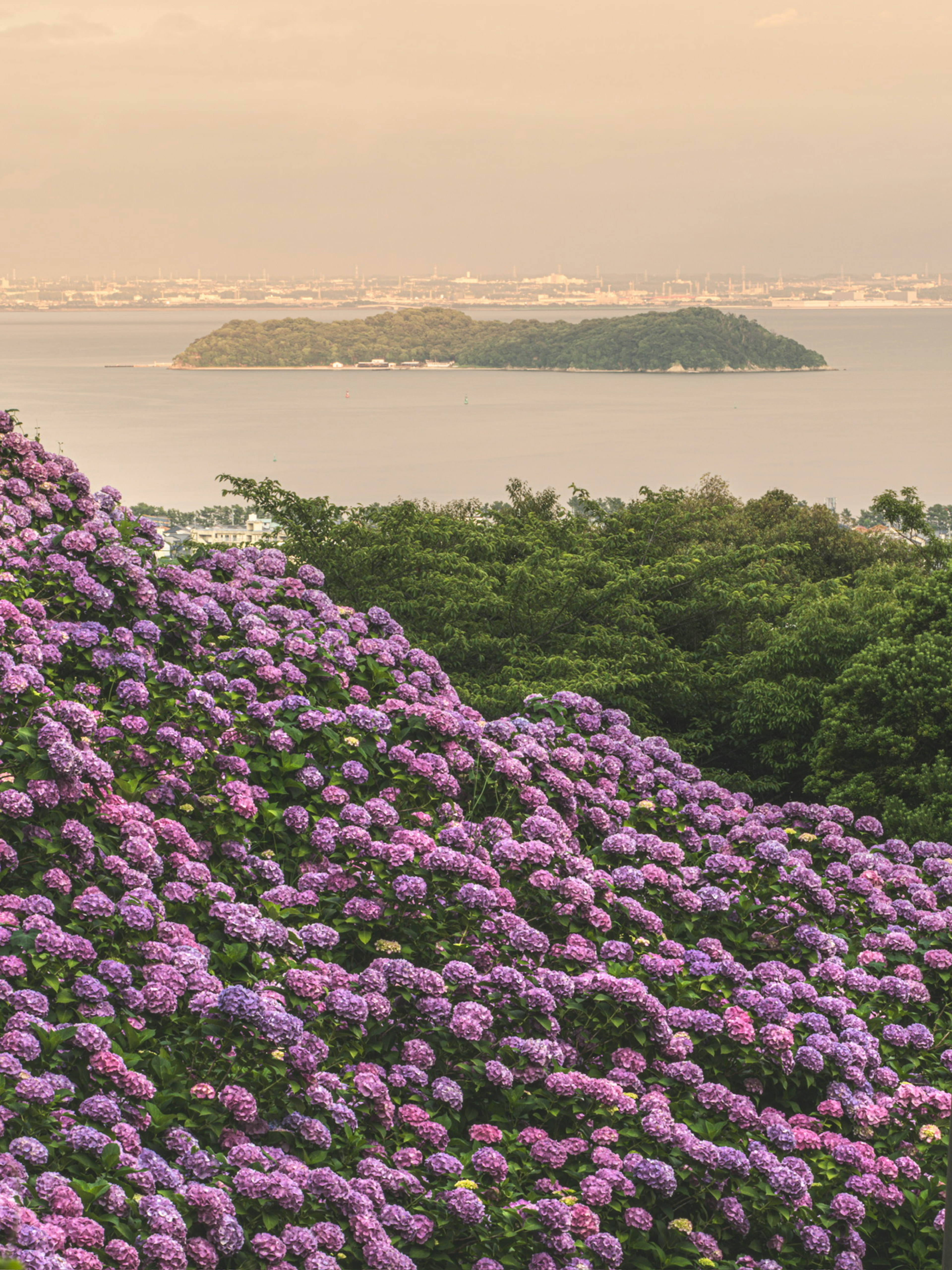 Lila Hortensienblüten mit Blick auf das Meer