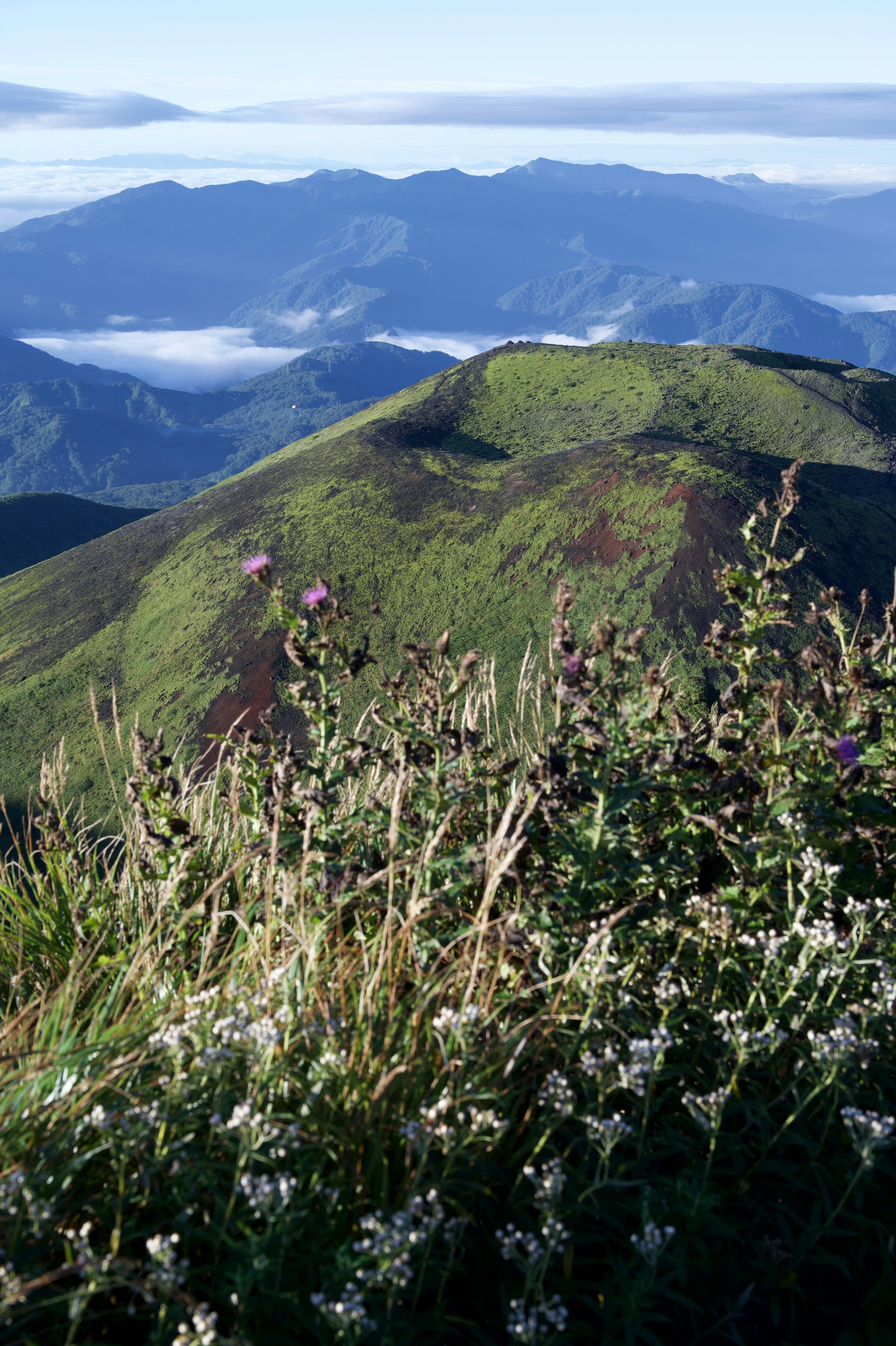 Vue panoramique de collines vertes et d'herbes fleuries blanches avec des montagnes au loin