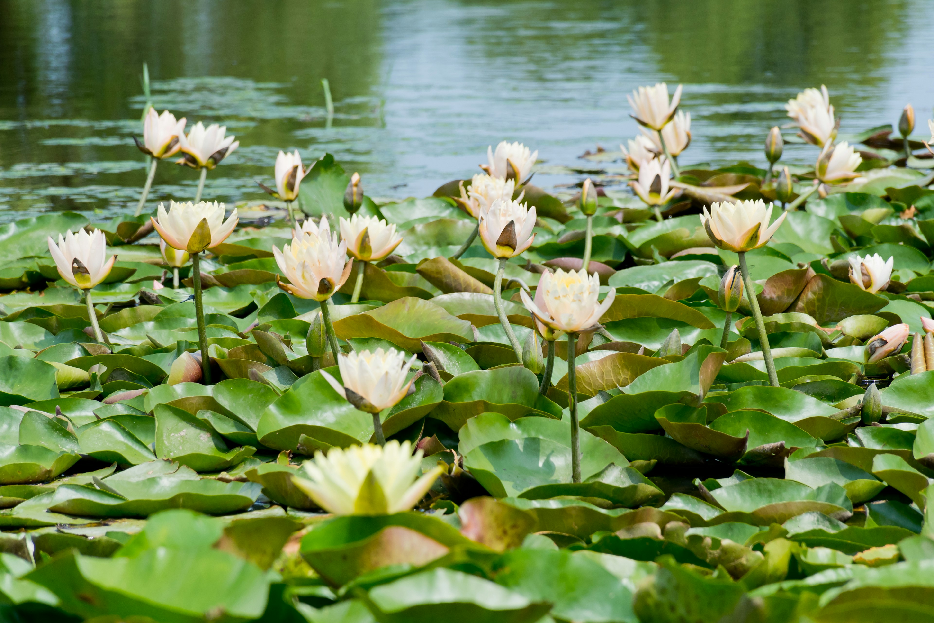 Weiße Seerosen blühen auf grünen Seerosenblättern in einem ruhigen Teich