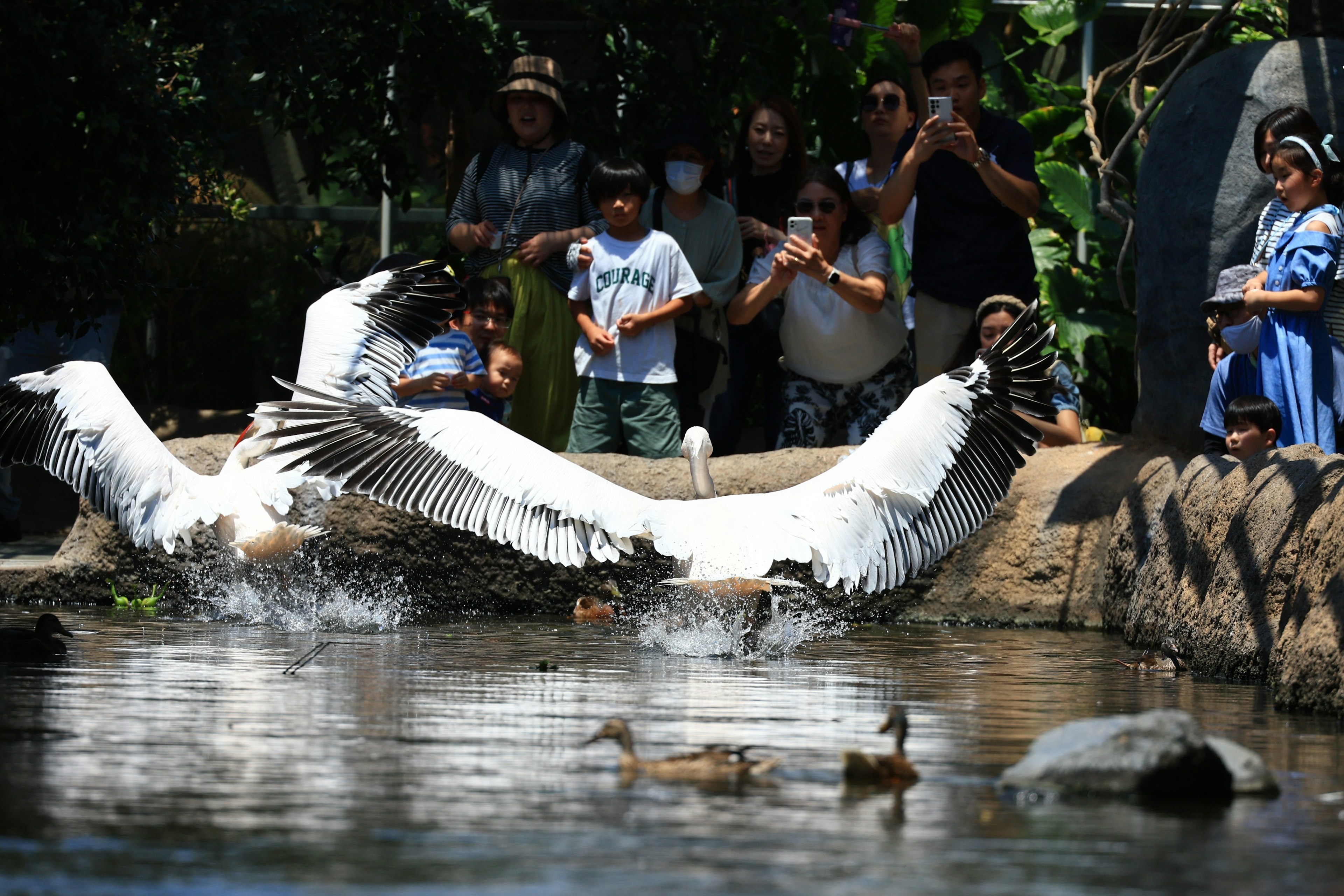 水辺で飛び跳ねる白鳥とそれを見守る観客たち