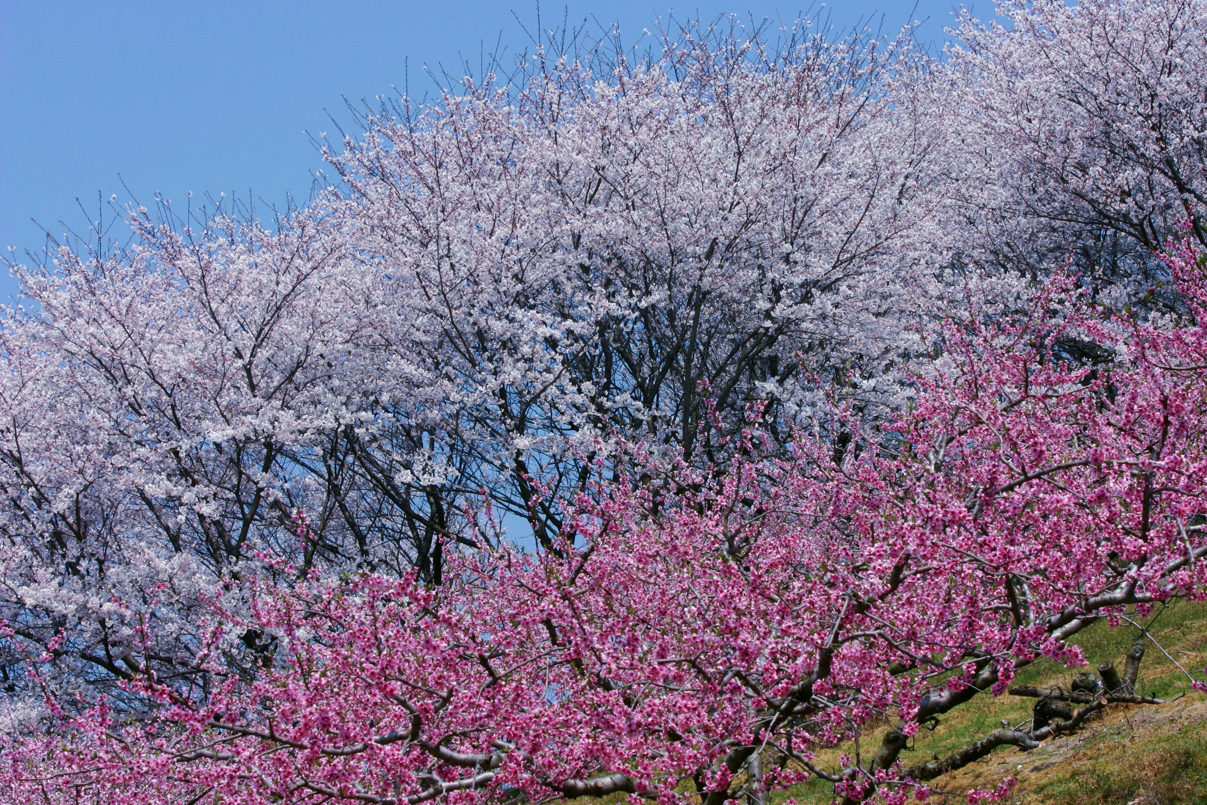 青空の下に咲く桜の木々が色とりどりの花を咲かせている