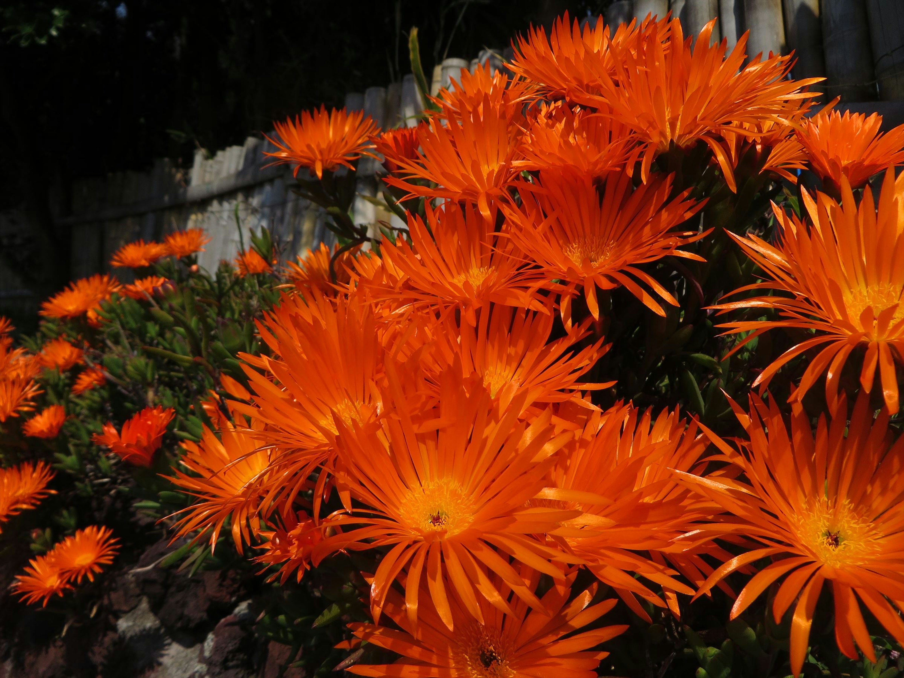 鮮やかなオレンジ色の花が咲いている庭の風景