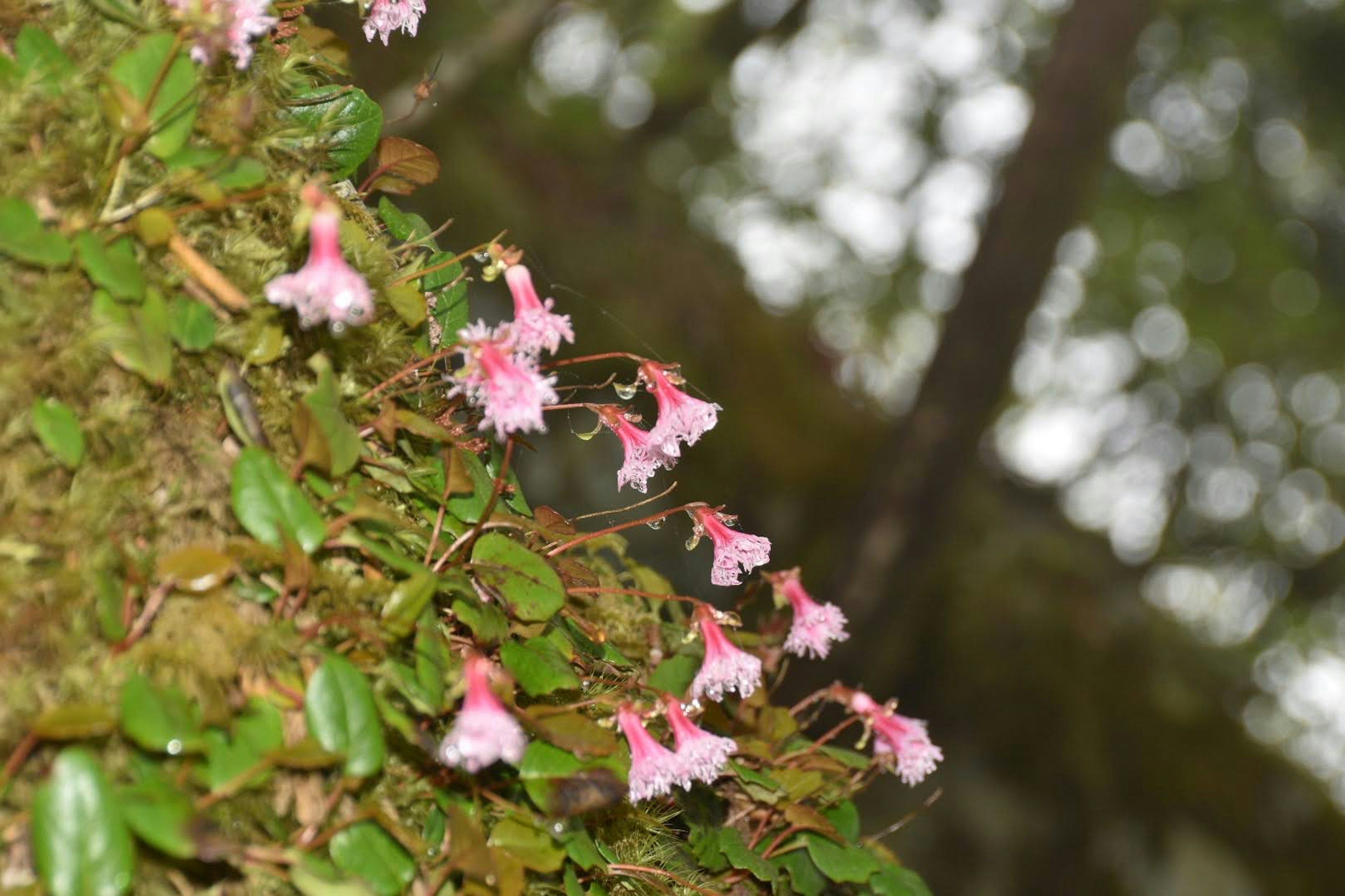 薄いピンクの花が緑の葉の間に咲いている風景