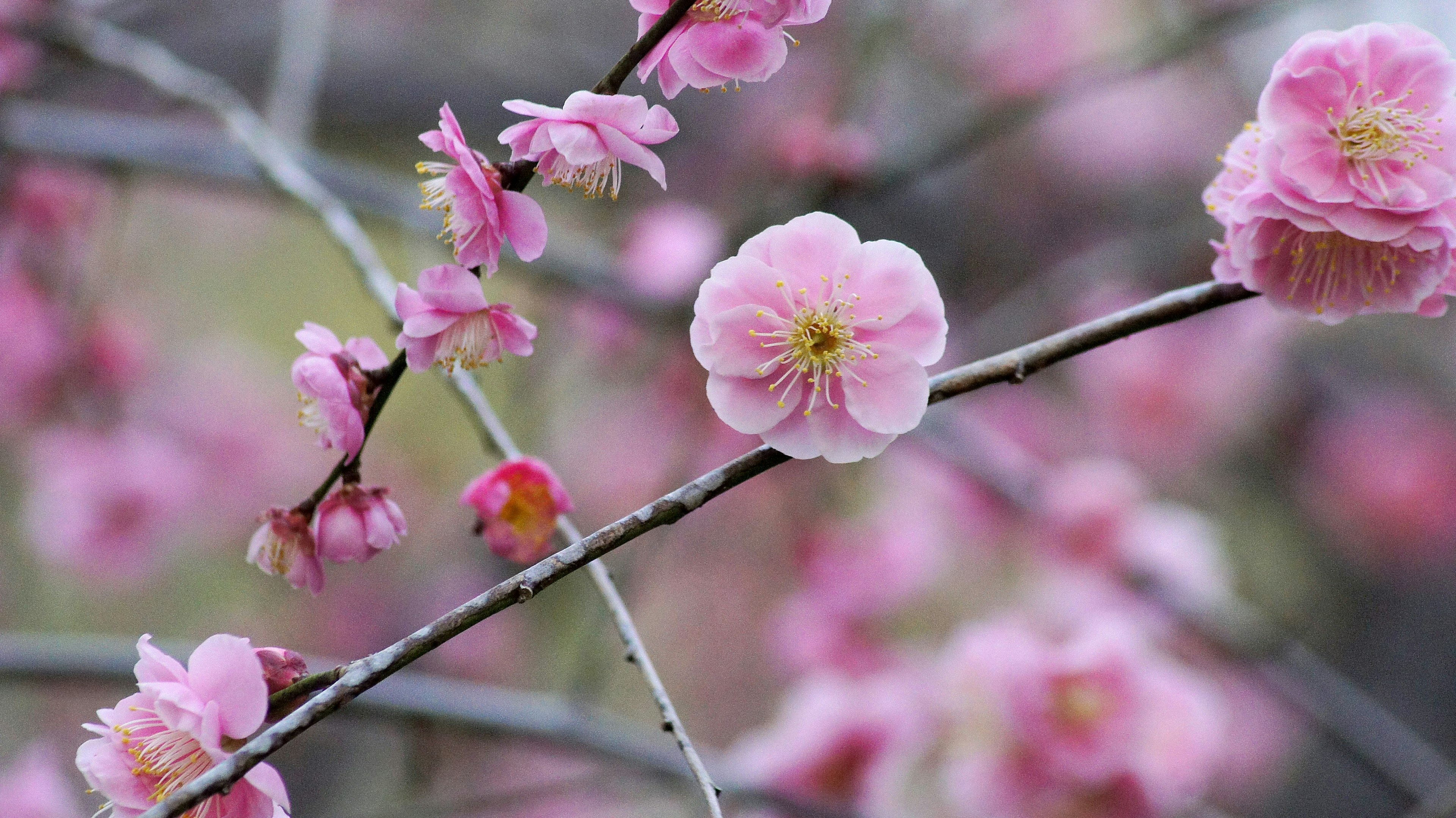 Primo piano di rami di ciliegio con fiori rosa