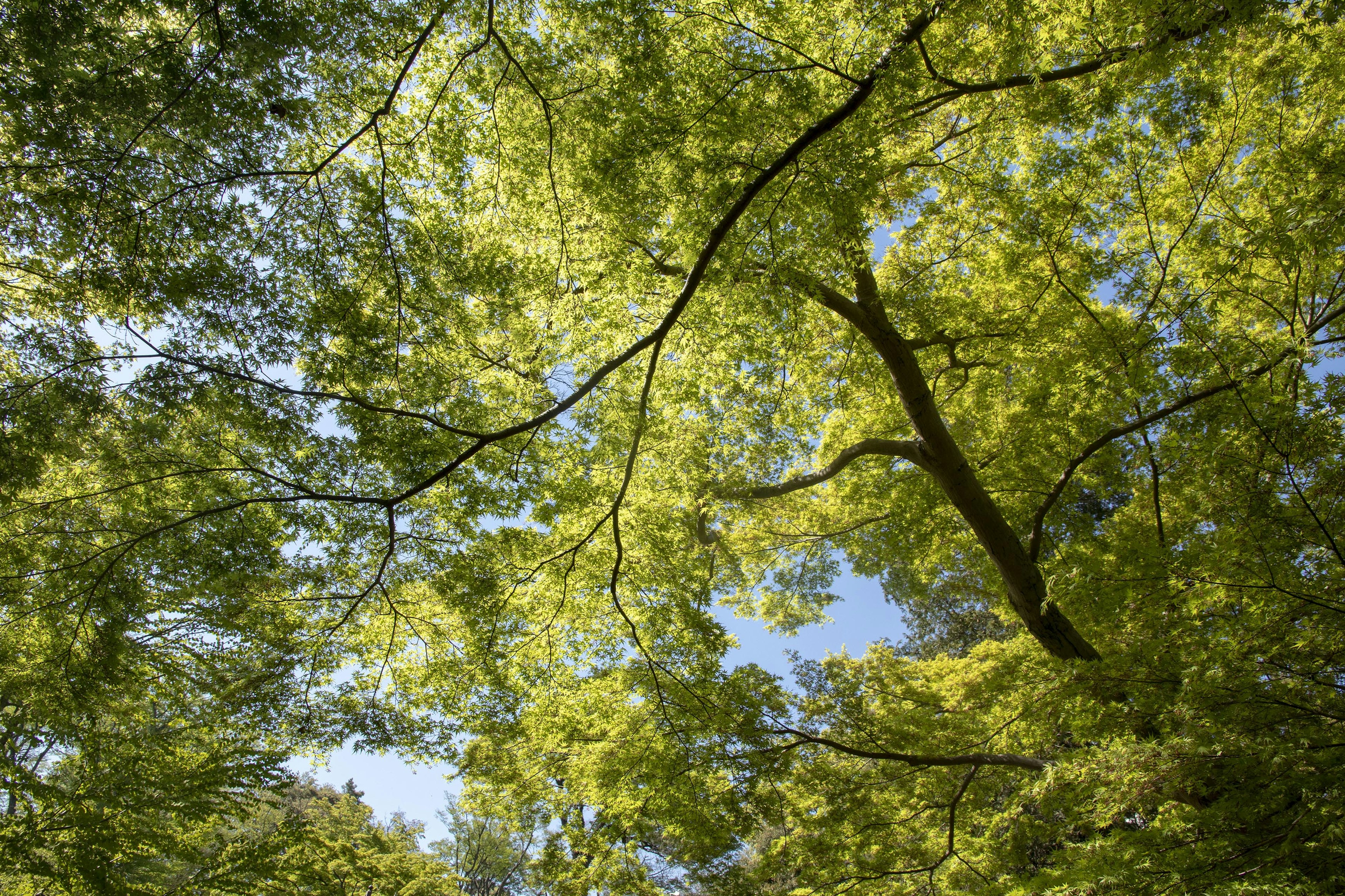 Looking up at lush green leaves of trees against a clear blue sky