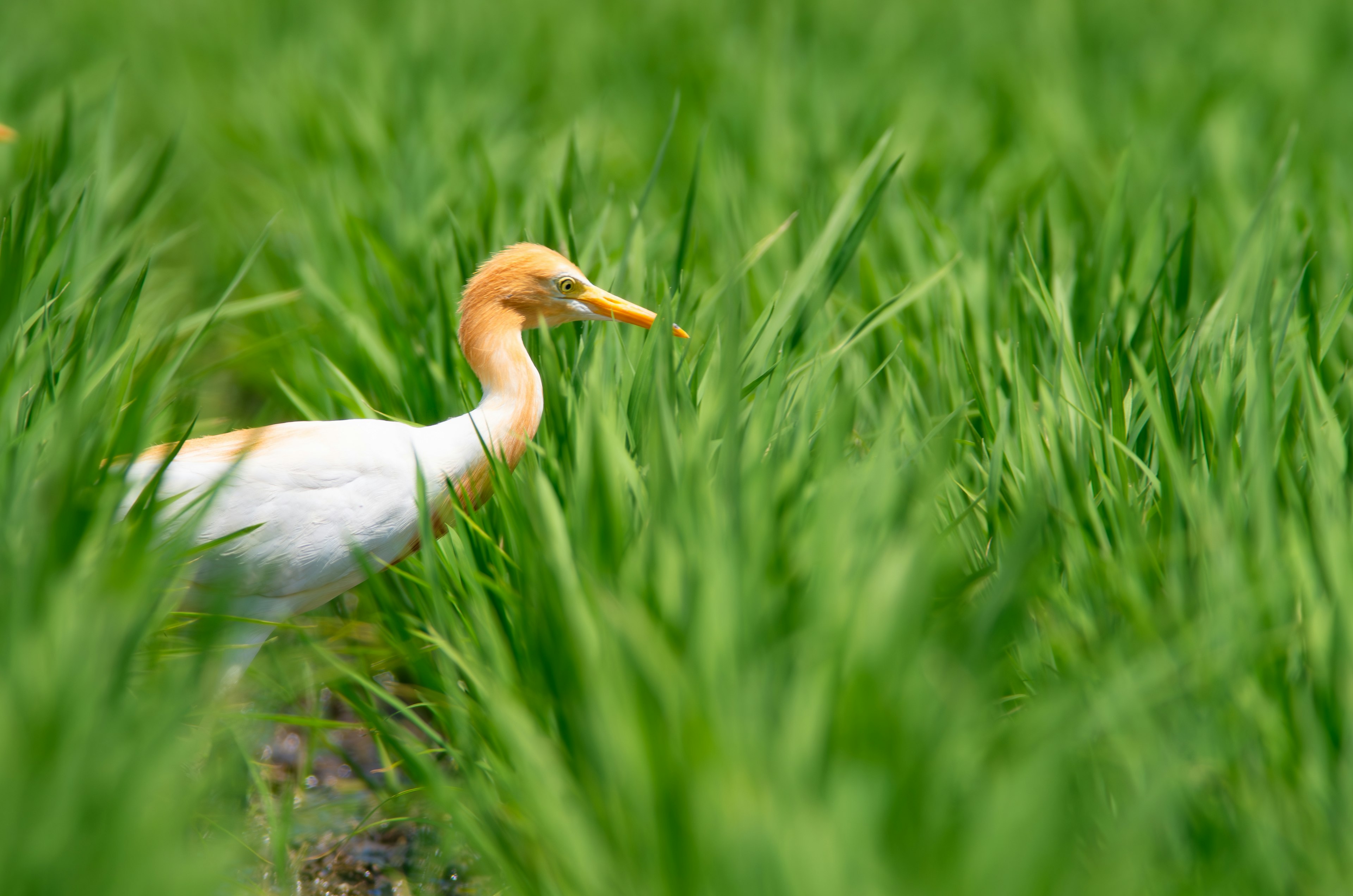 Un uccello bianco in piedi tra piante di riso verdi