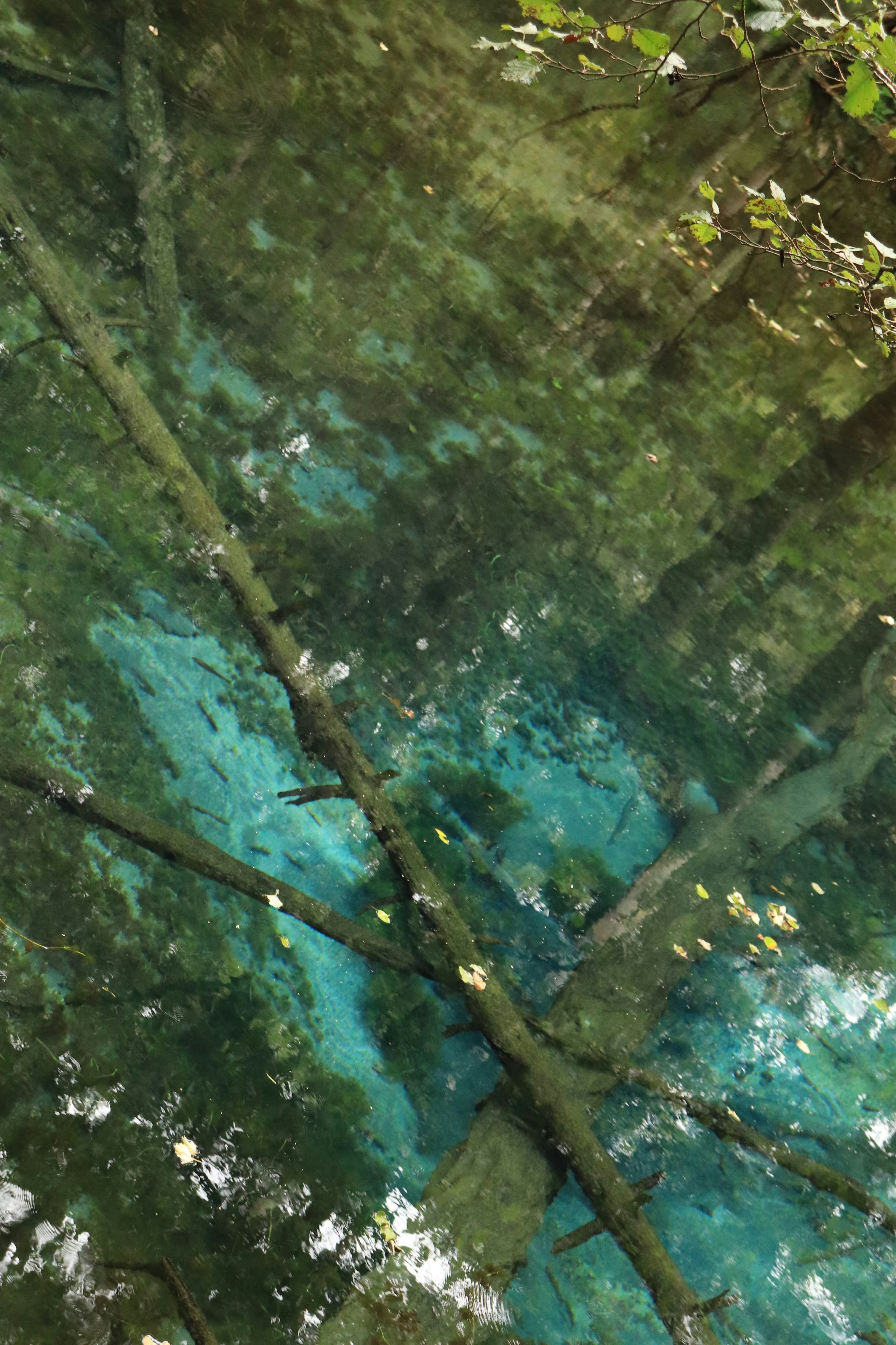 Reflexion von Bäumen und blauem Wasser auf der Oberfläche