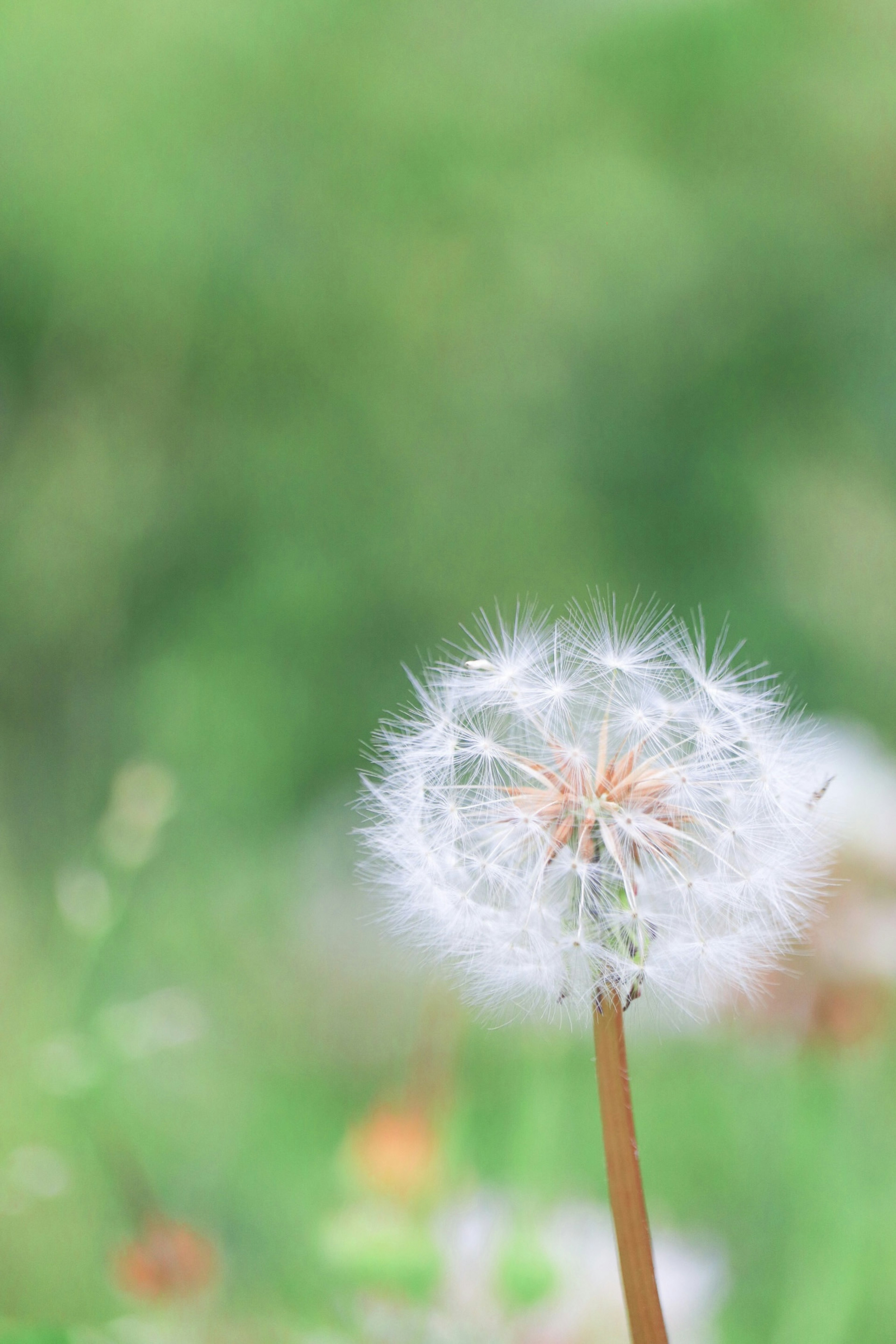 A white dandelion flower stands out against a green background