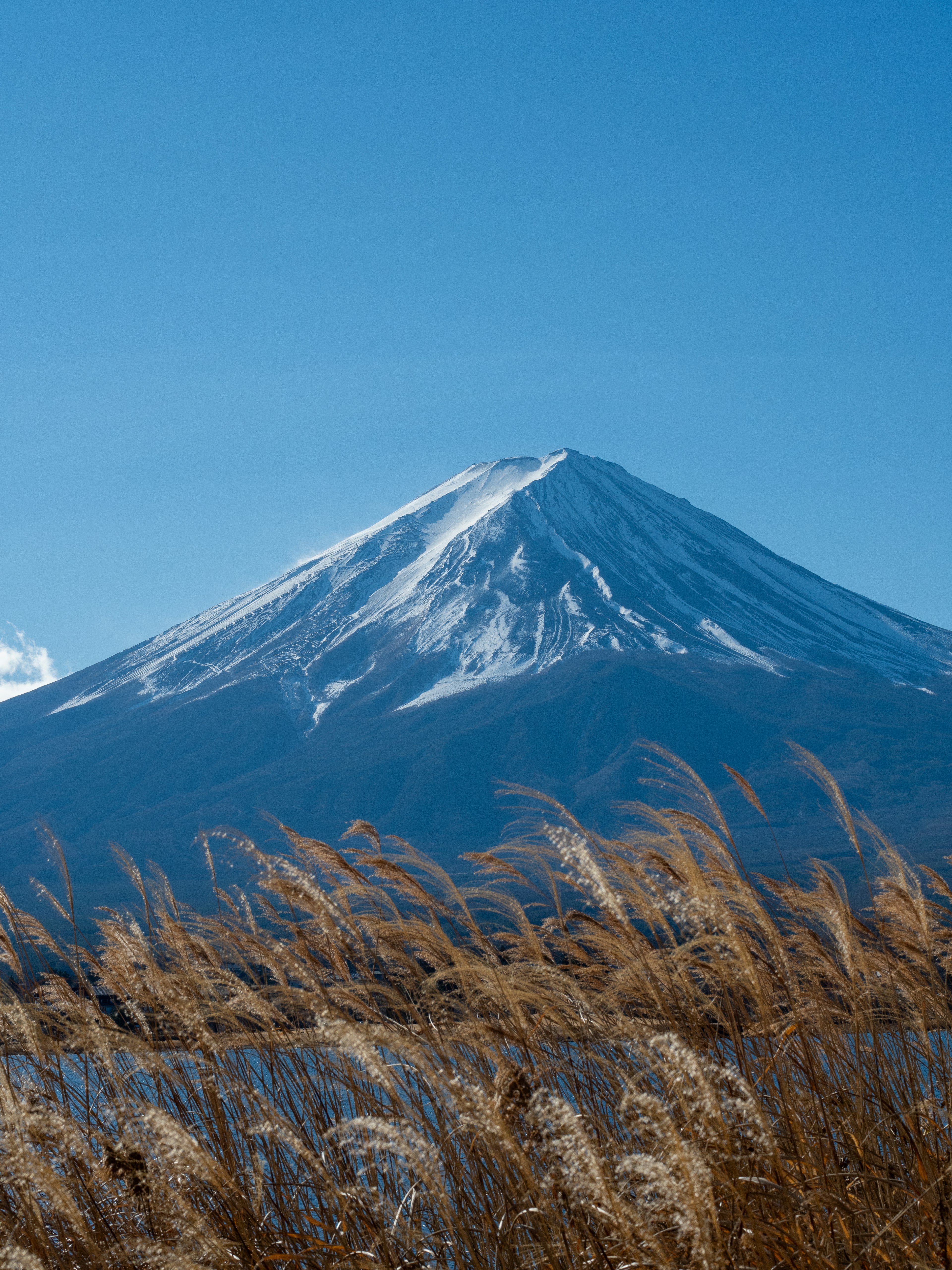 Schneebedeckter Fuji mit Wiesen im Vordergrund