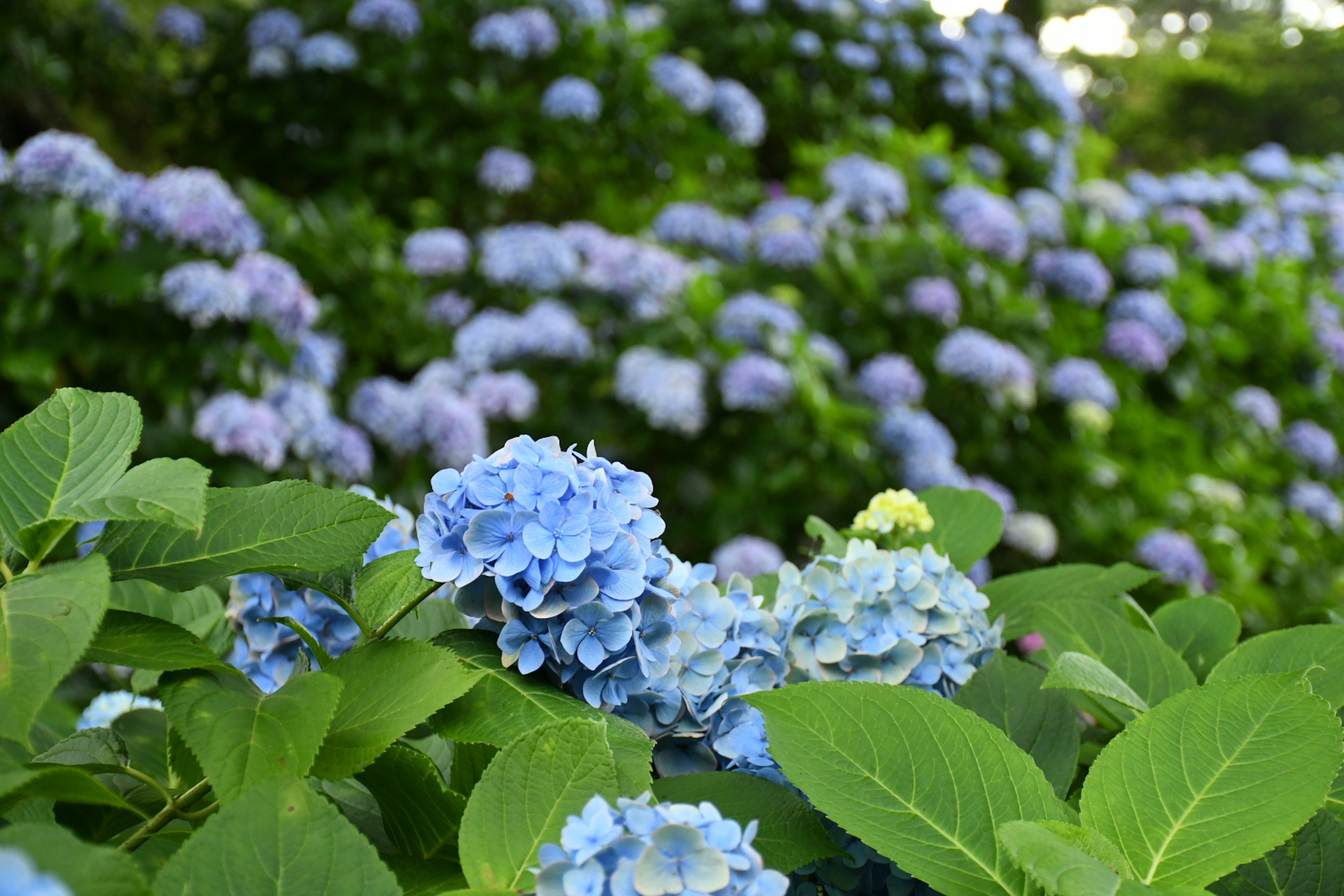 A scene with blue hydrangea flowers surrounded by green leaves