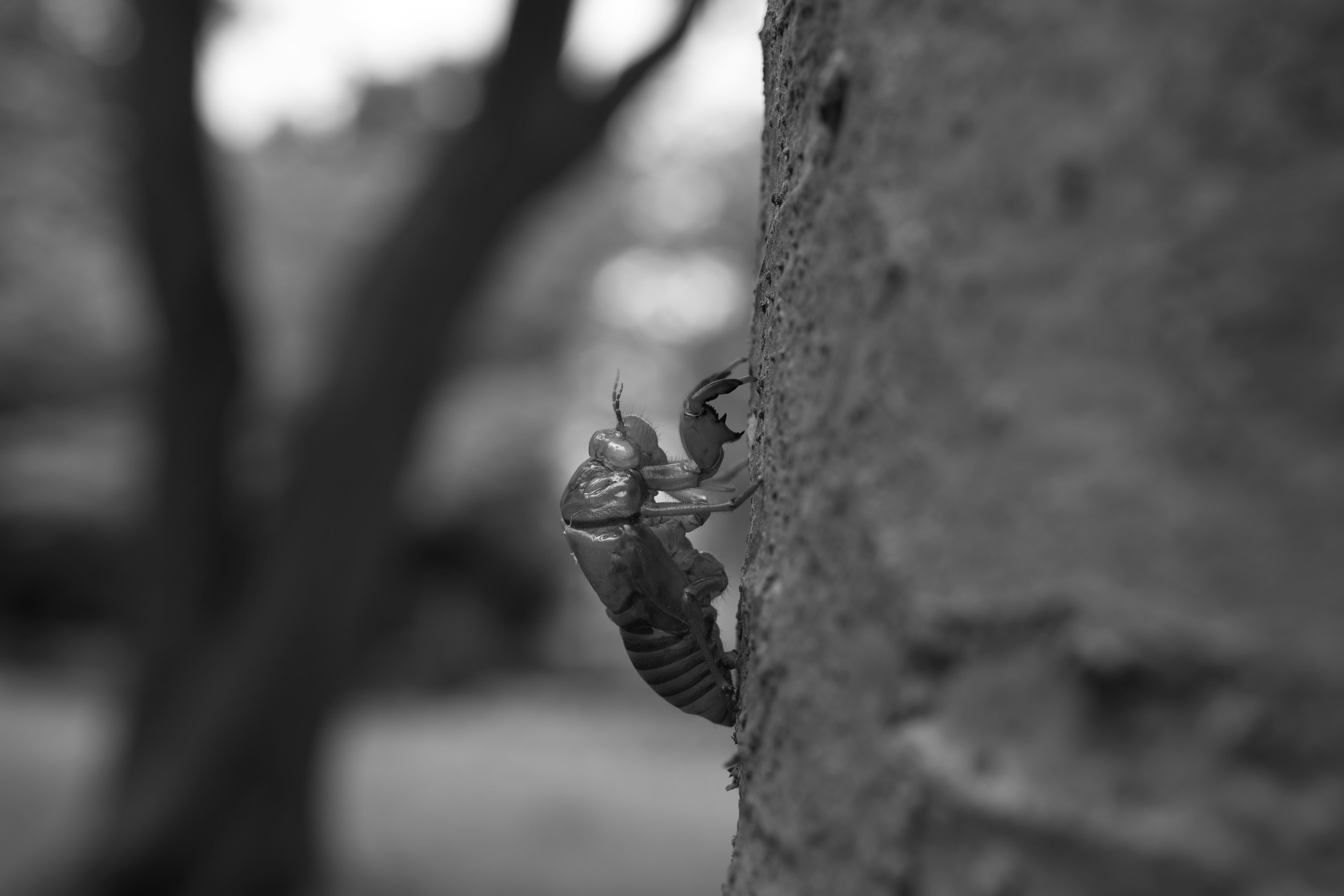 Cicada climbing a tree trunk in black and white