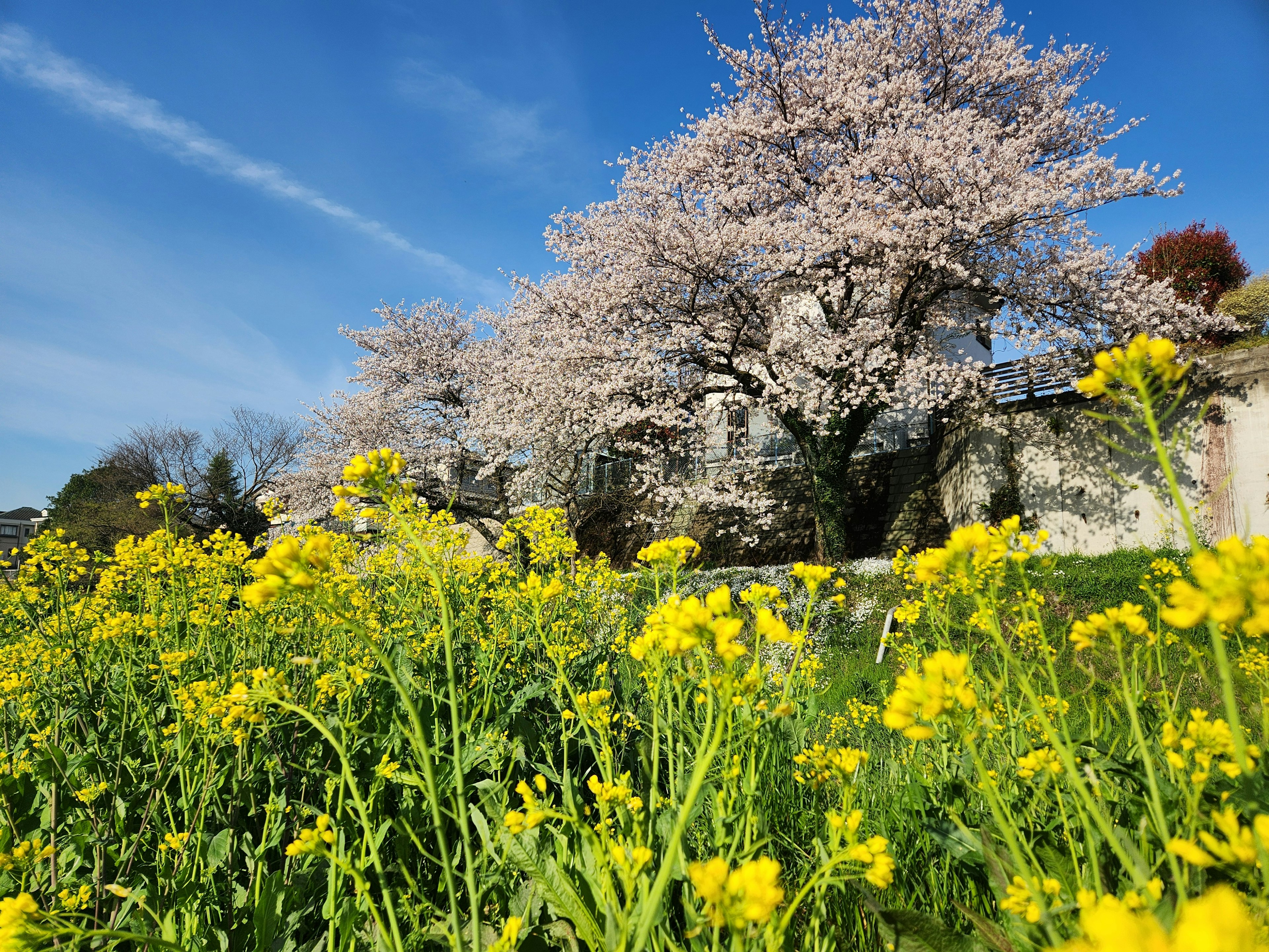 Pohon sakura di bawah langit biru dengan bunga kuning di latar depan