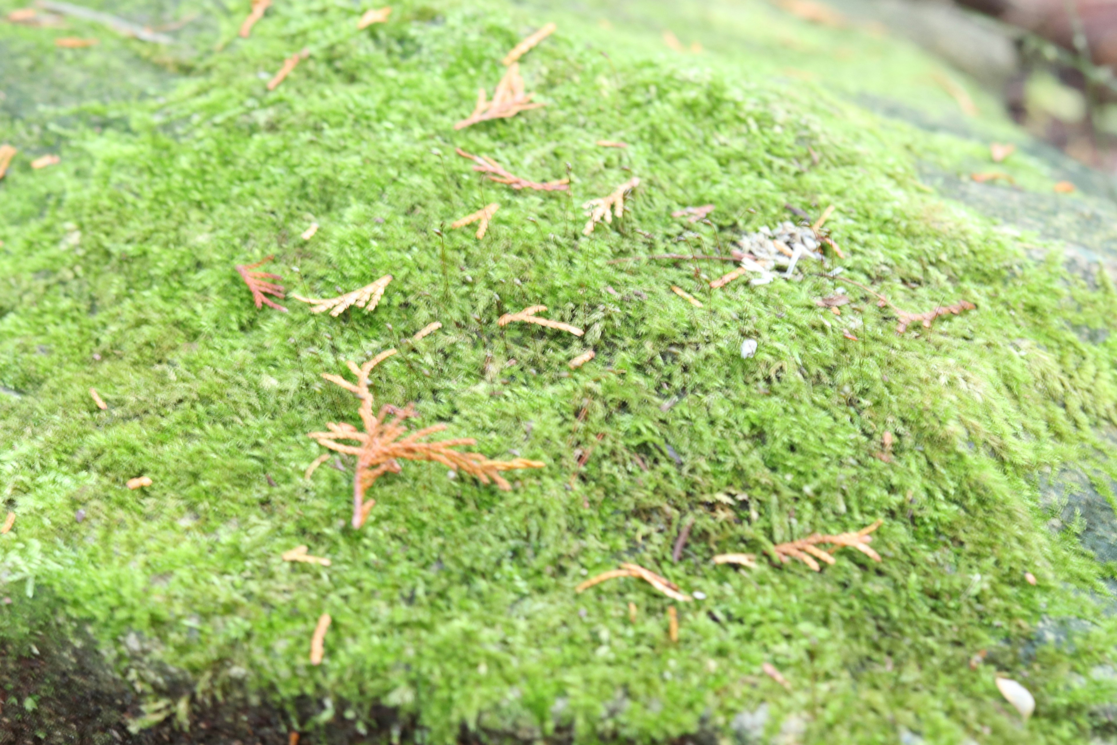 Surface of a rock covered with green moss and small leaves