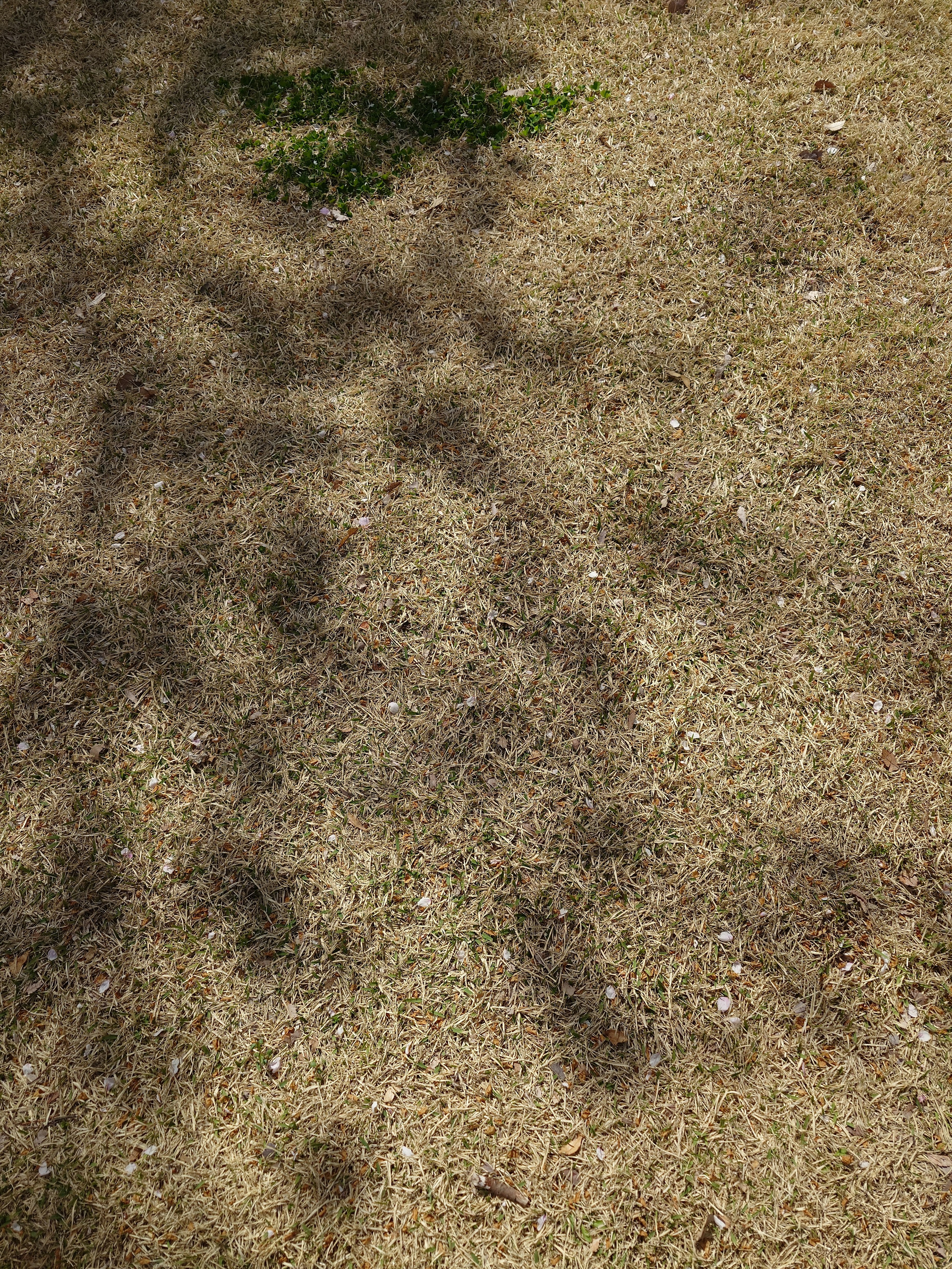 Shadows cast on dry grass with a patch of green