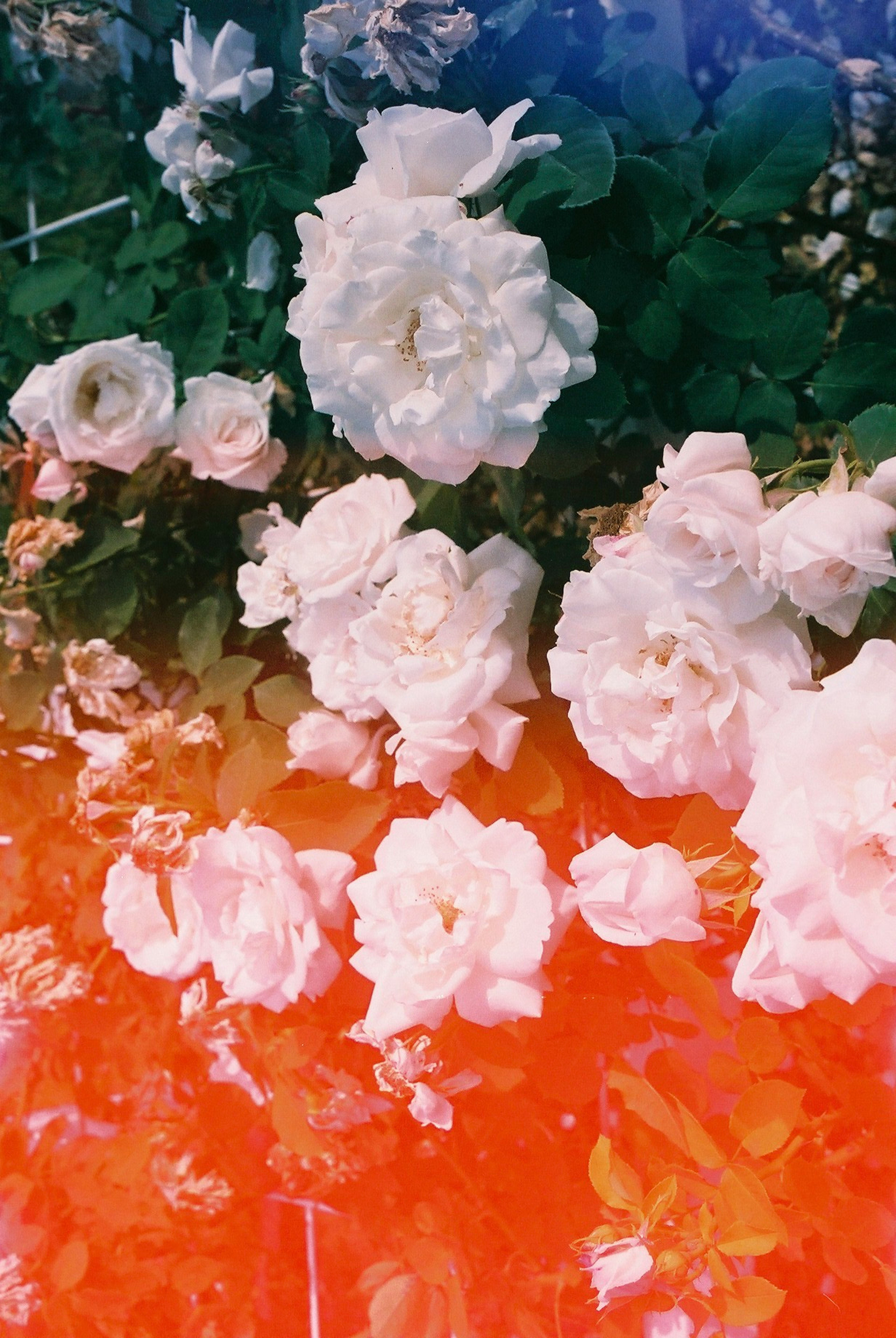 Una hermosa exhibición de rosas blancas con un fondo degradado naranja y azul