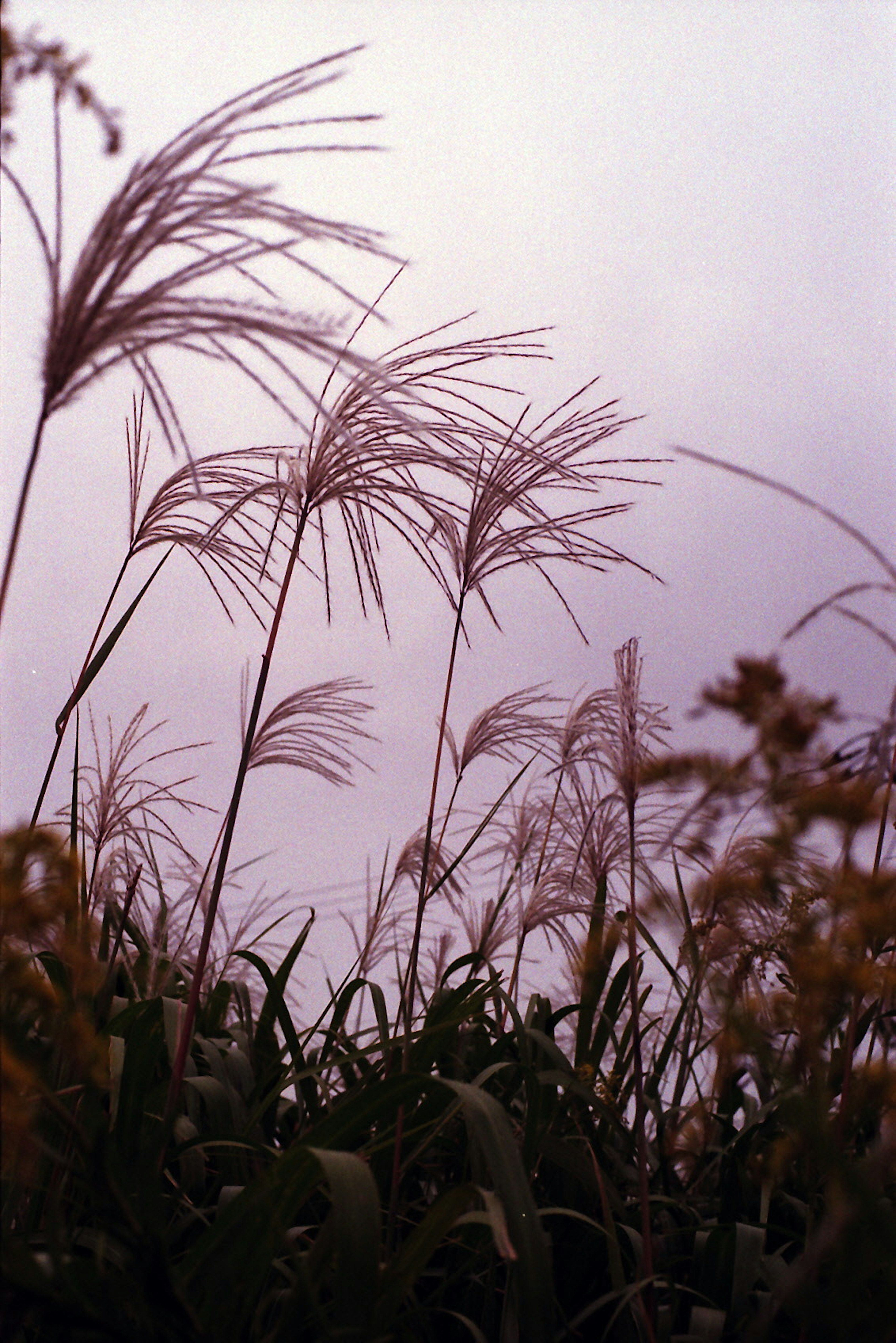 Tall grasses swaying gently against a soft pastel sky