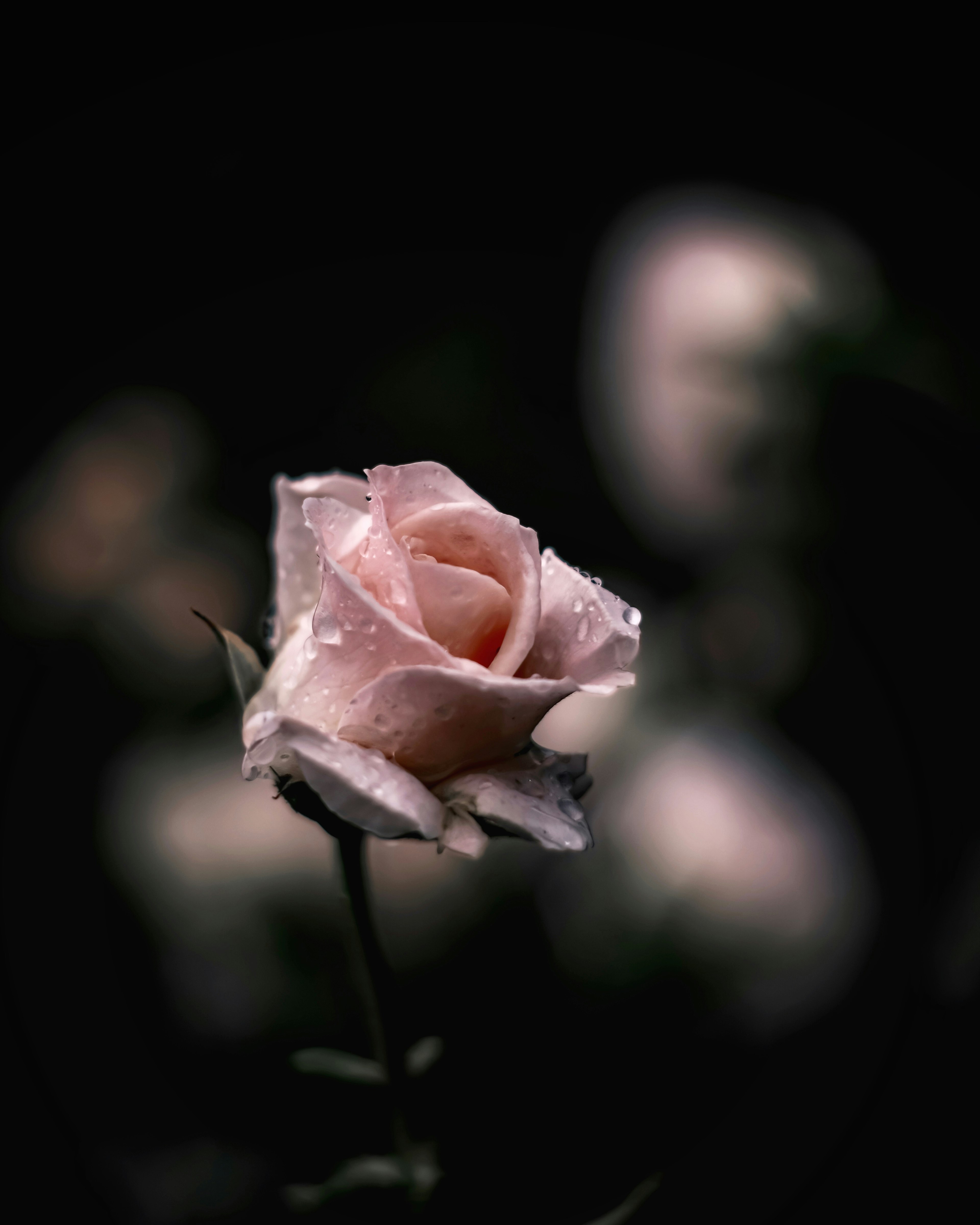 A soft pink rose adorned with droplets of water against a dark background