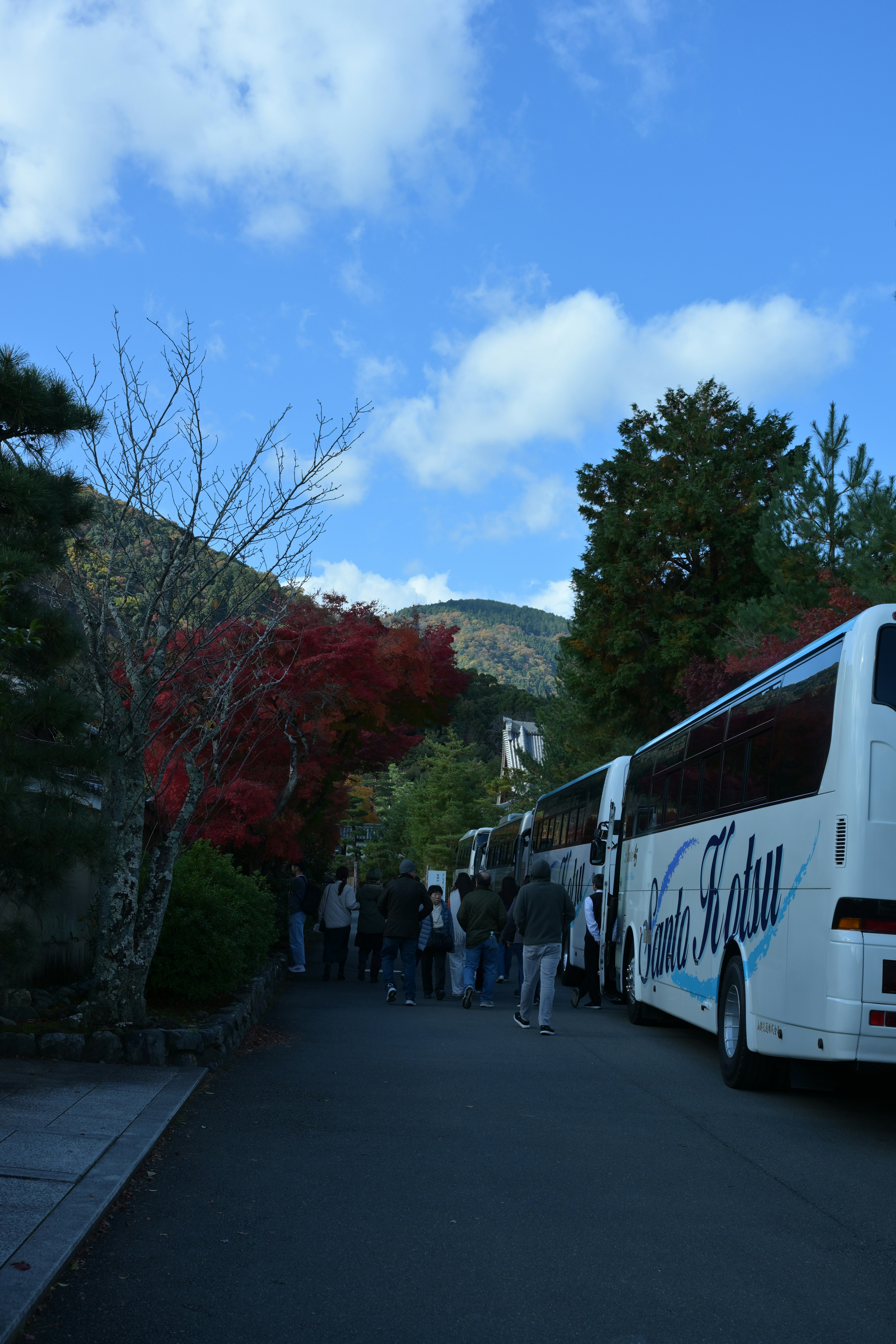 バスが並ぶ風景と美しい秋の紅葉