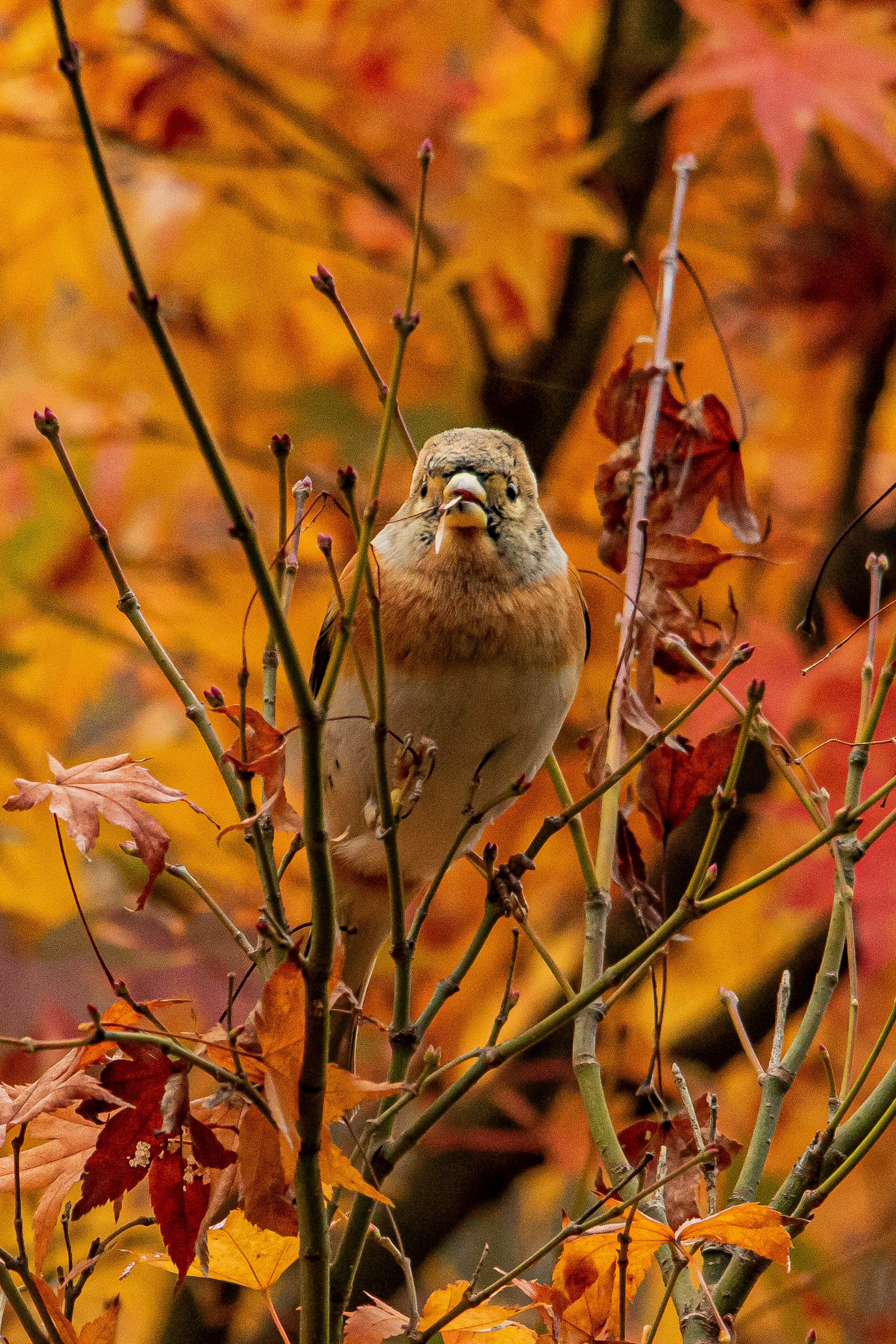 Ein kleiner Vogel, der auf lebhaften Herbstblättern sitzt