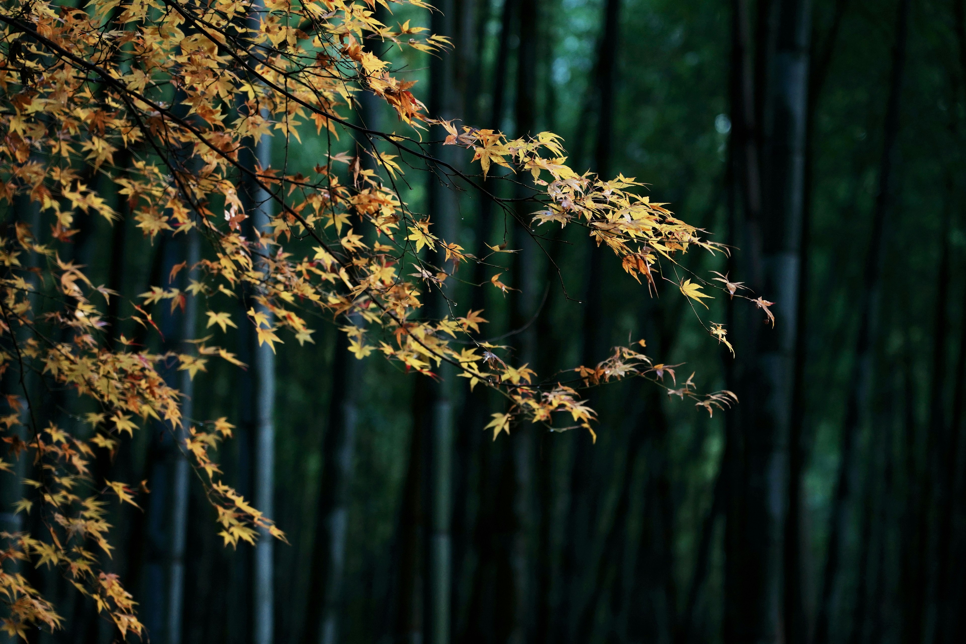 Hojas de otoño balanceándose en un bosque oscuro