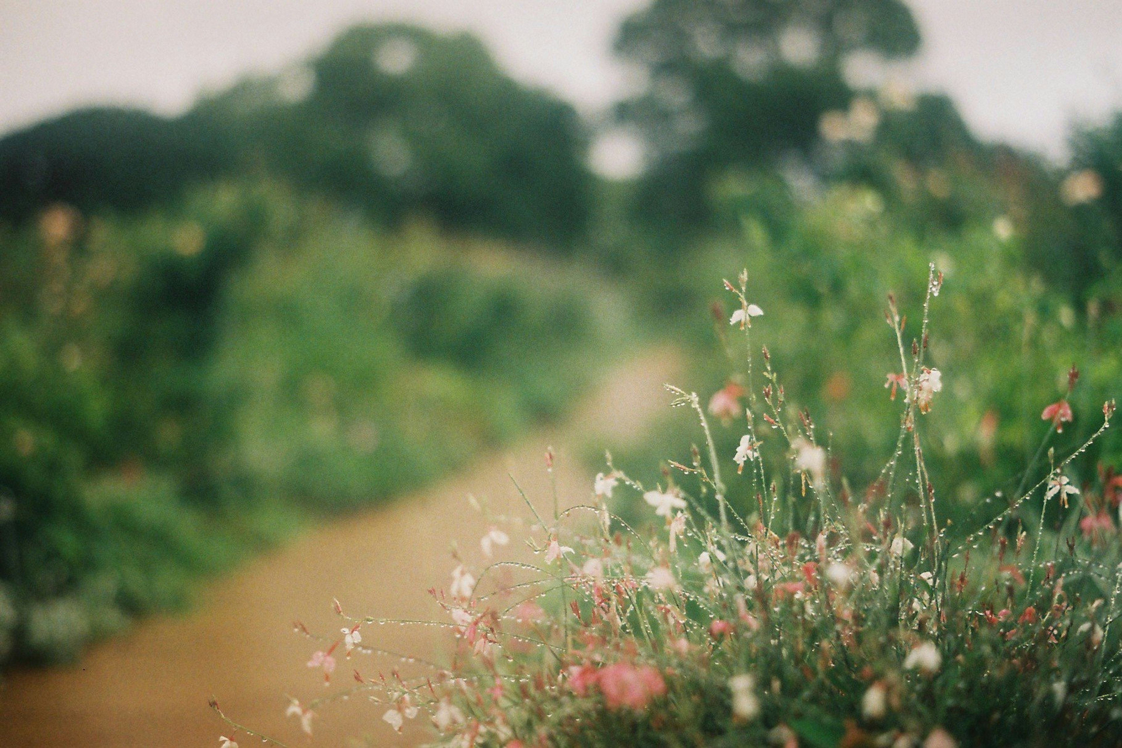 ぼやけた背景に色とりどりの花が咲く小道の風景