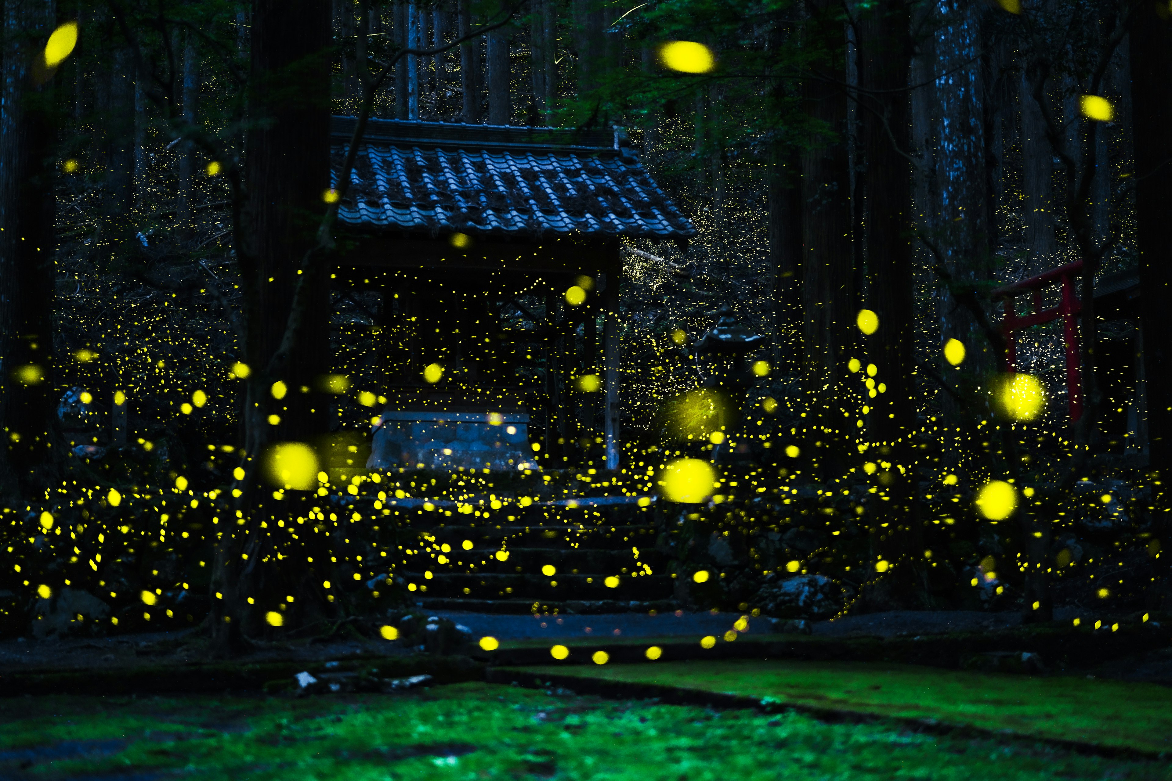 Scène magique de milliers de lucioles illuminant une forêt avec un vieux bâtiment en arrière-plan