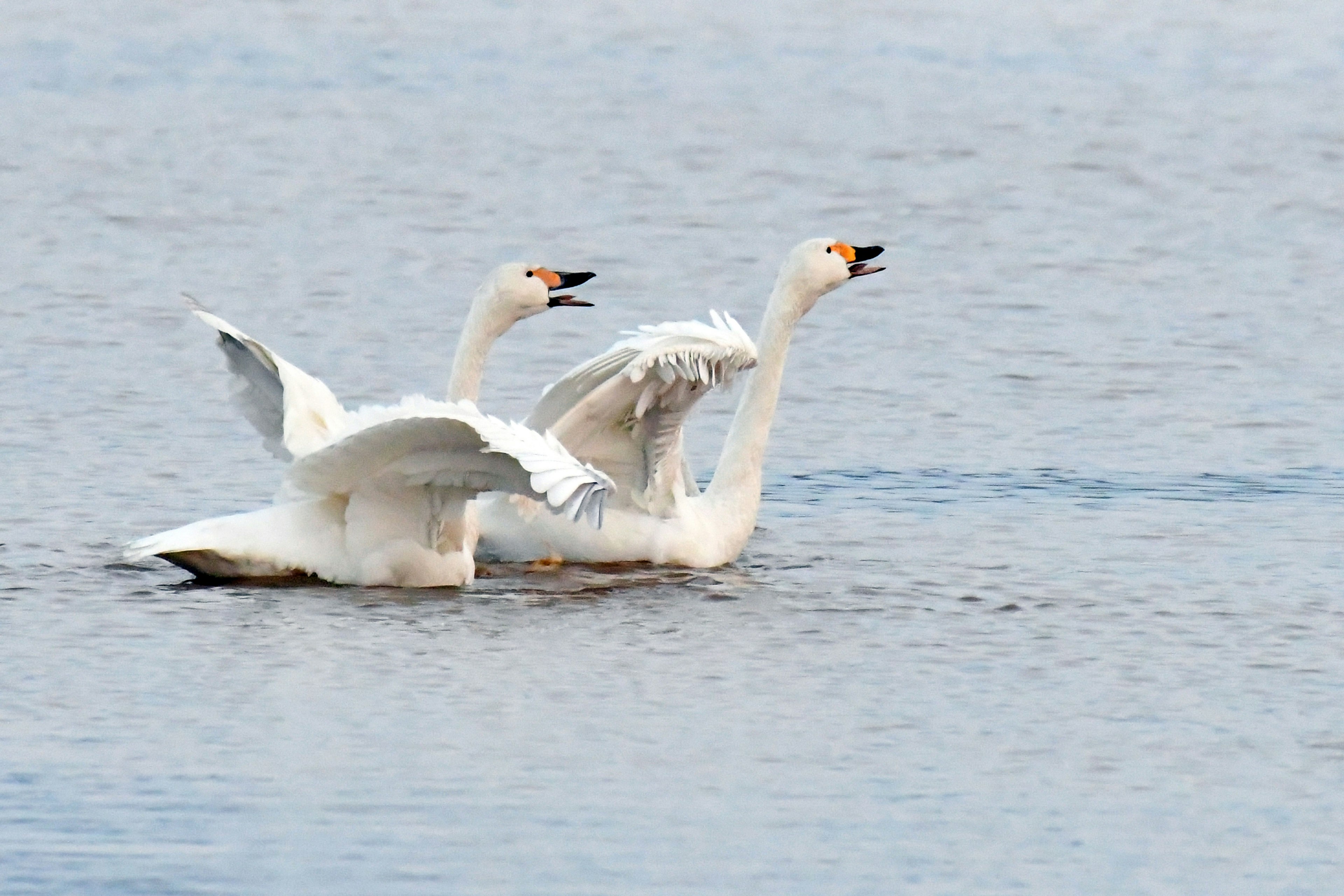 Two swans swimming on the water with wings spread