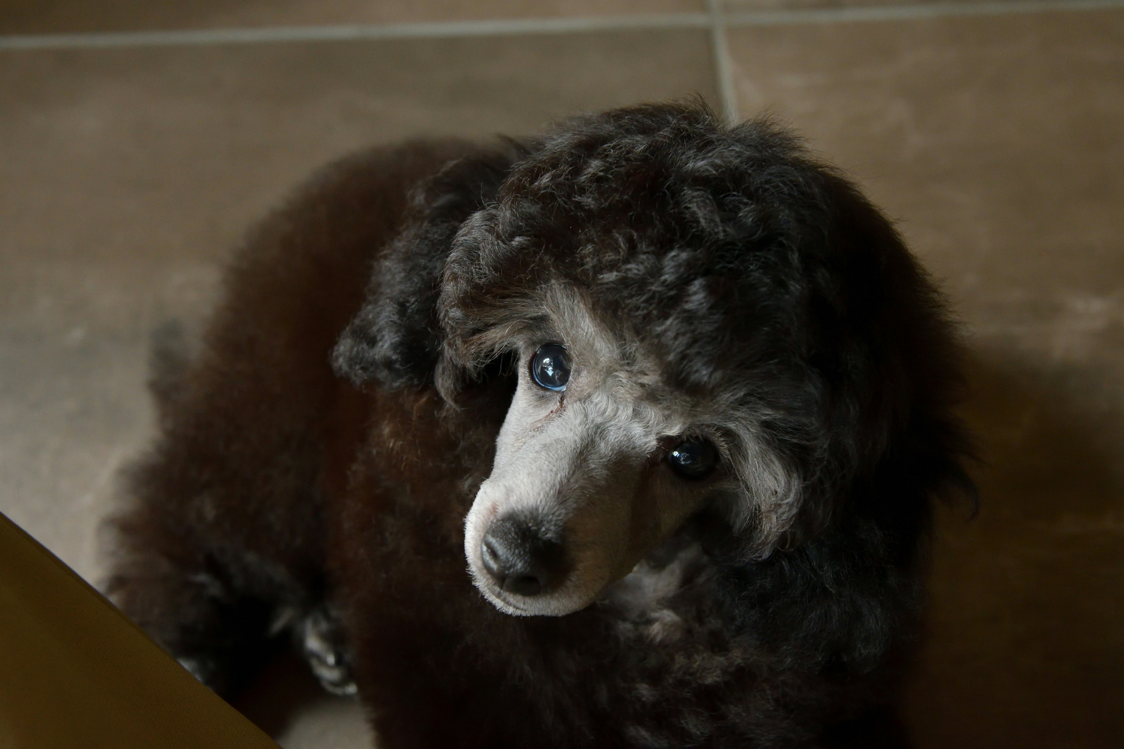 Petit chien marron aux poils bouclés regardant sur le côté