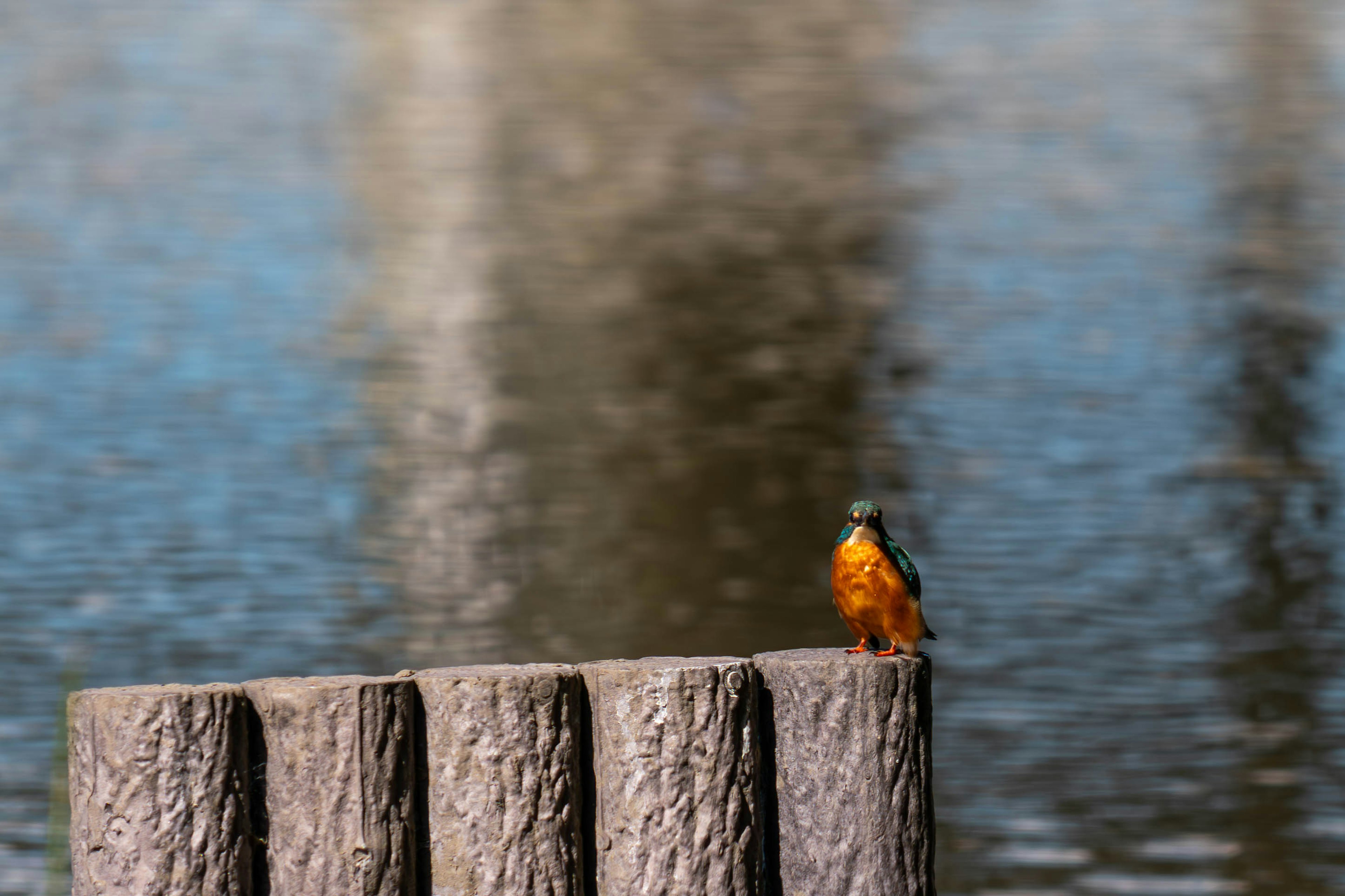 Un uccello arancione posato su un palo di legno vicino all'acqua