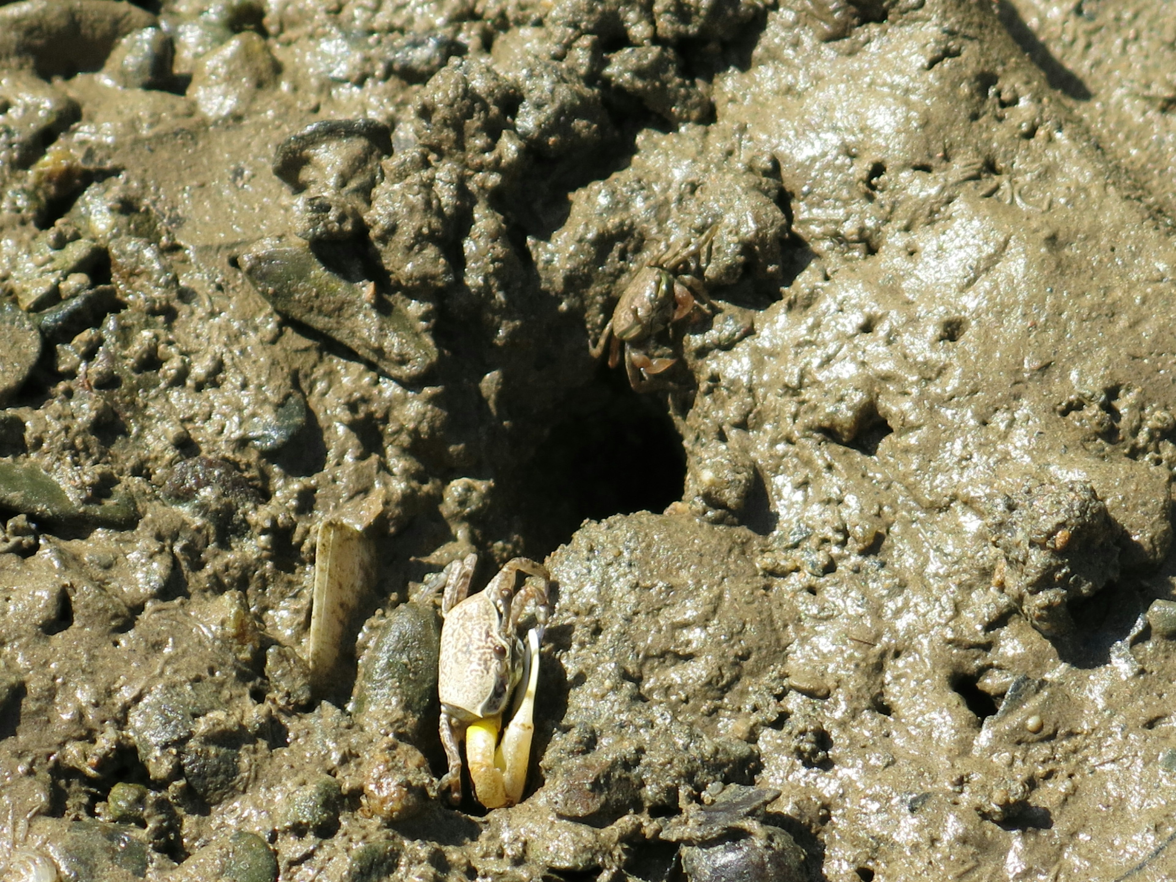 Eine Art von Krabbe im Schlamm mit ihrem Bau