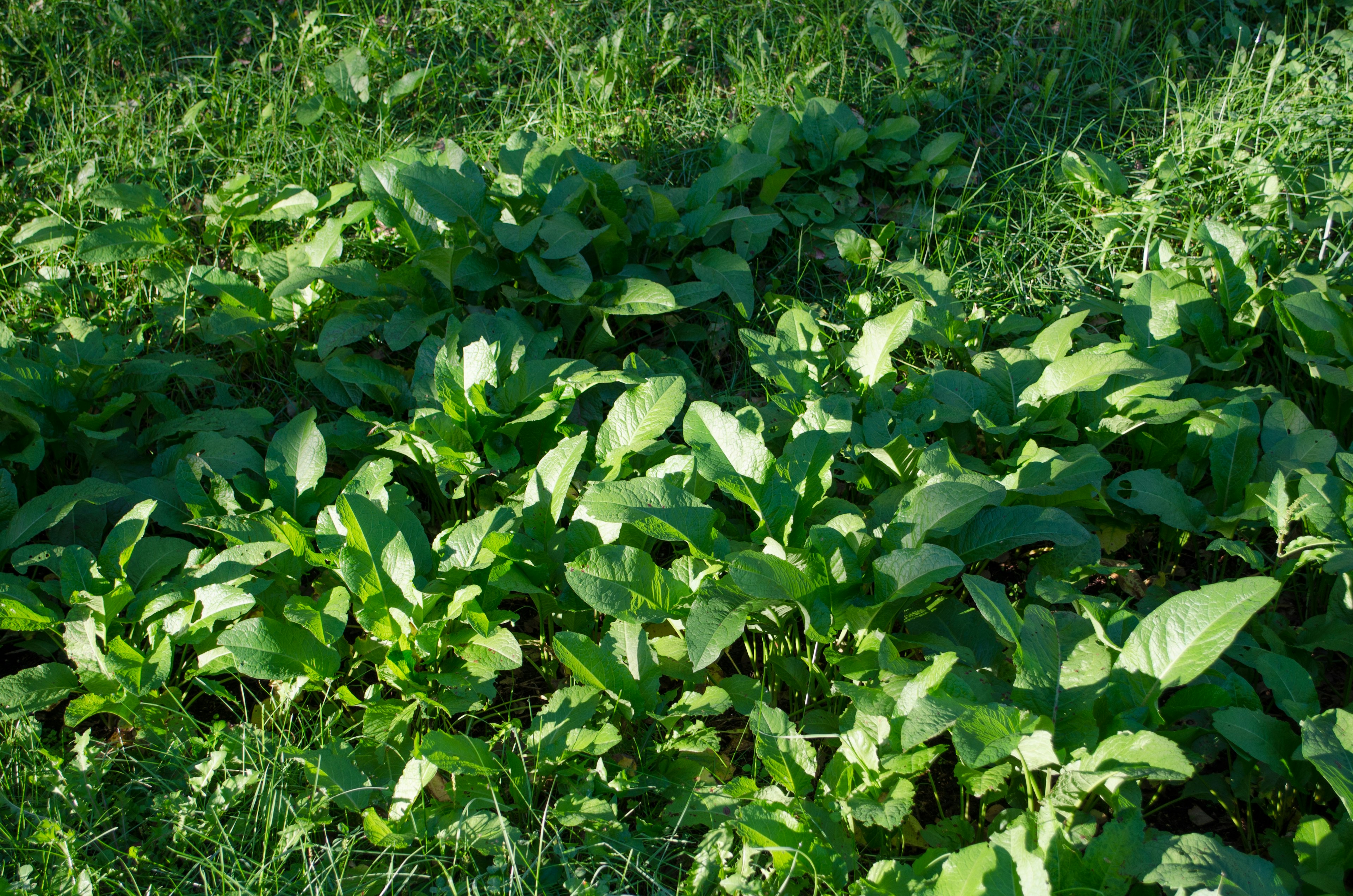 Image of a lush area with vibrant green leaves